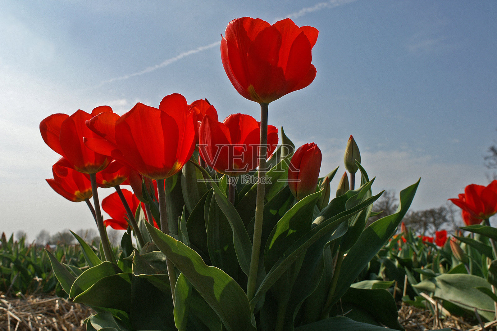 近距离观察荷兰春天盛开的红色郁金香照片摄影图片