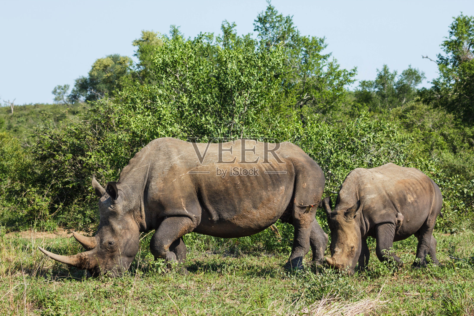犀牛照片摄影图片