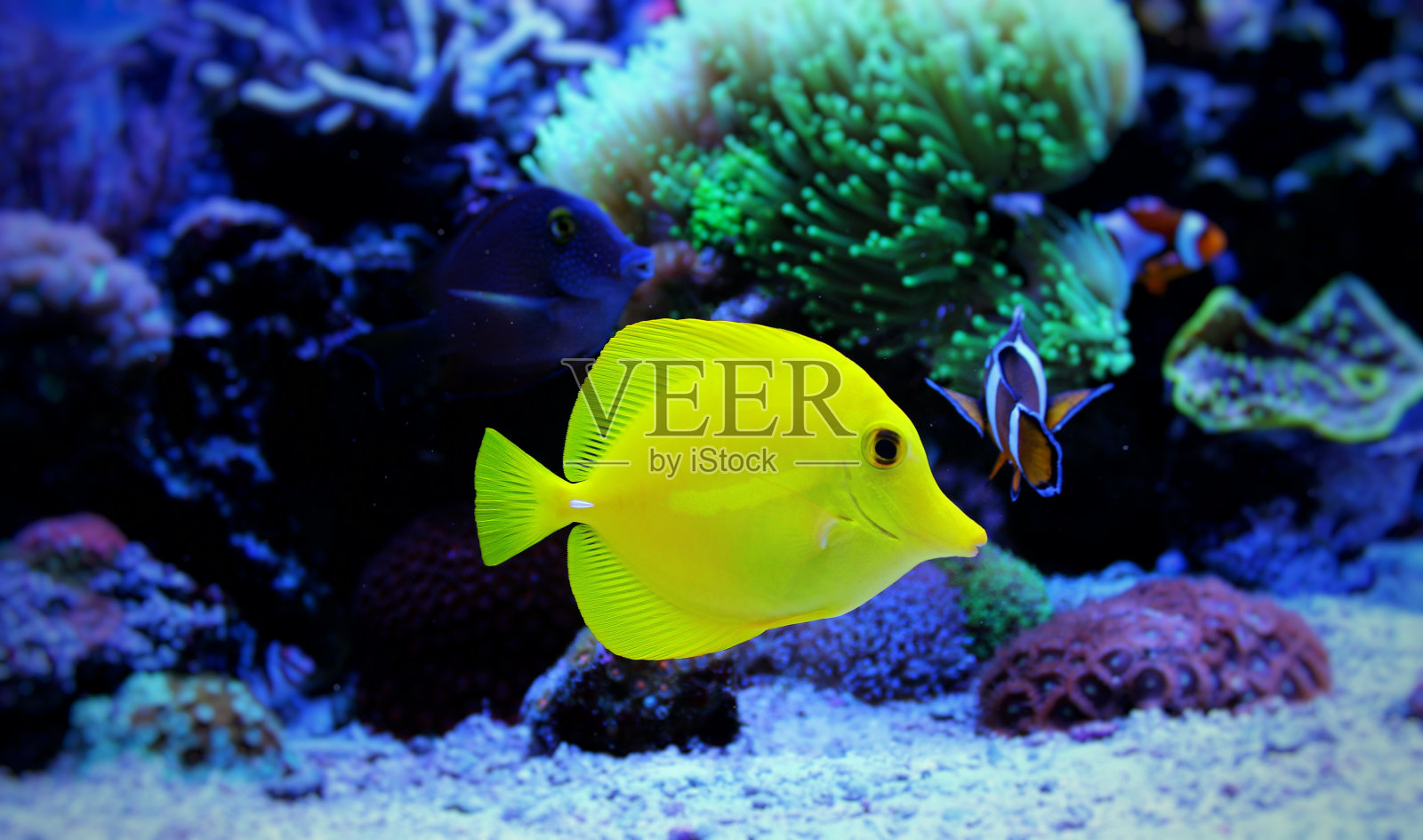 珊瑚礁水族馆的黄汤照片摄影图片