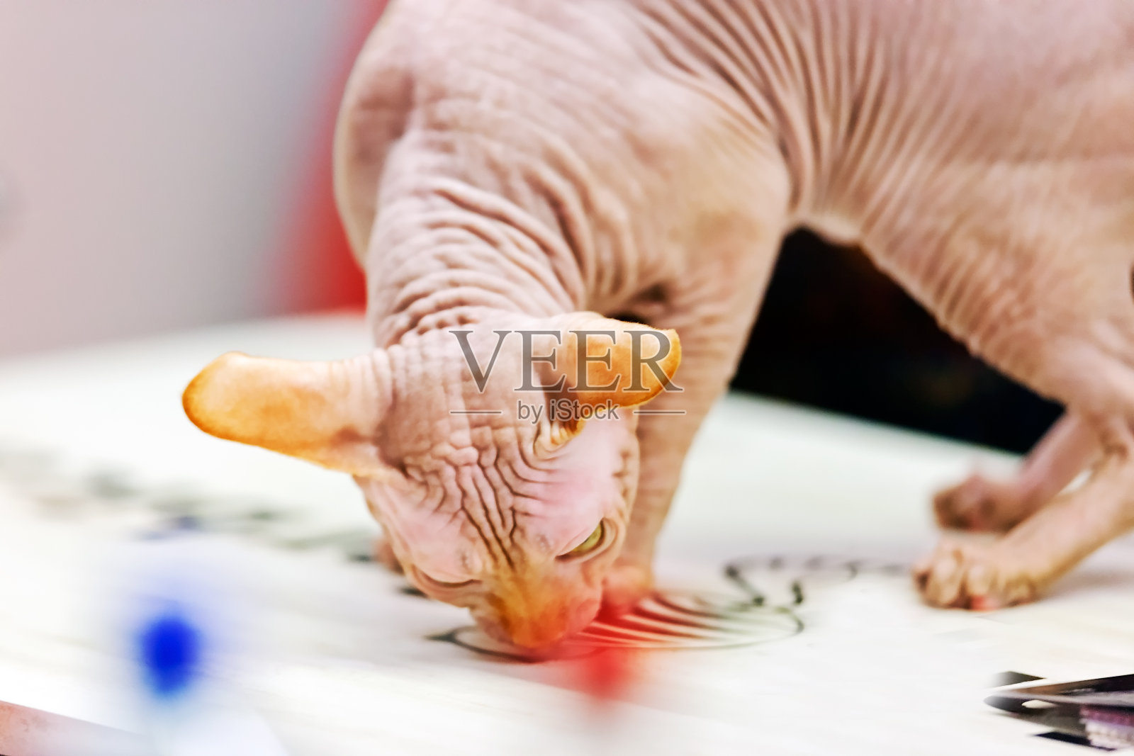 猫照片摄影图片