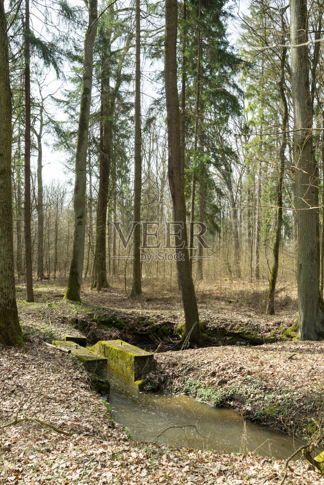 在森林中奔流不息的河流。照片摄影图片