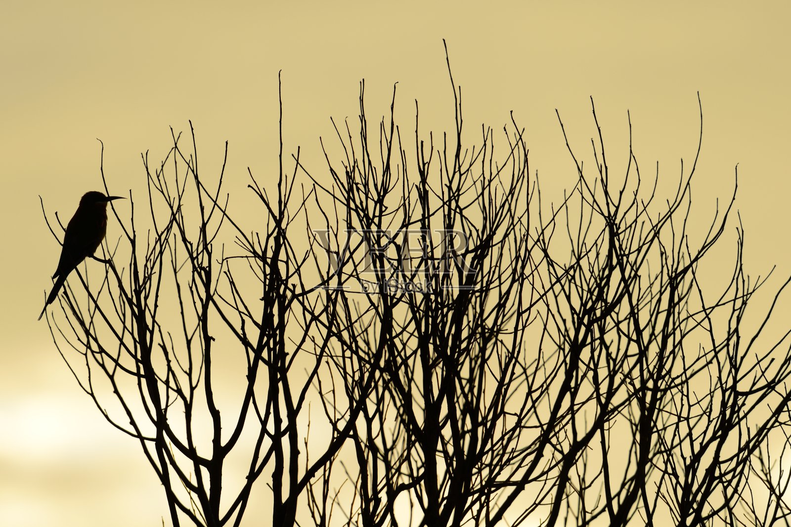 鸟的轮廓照片摄影图片