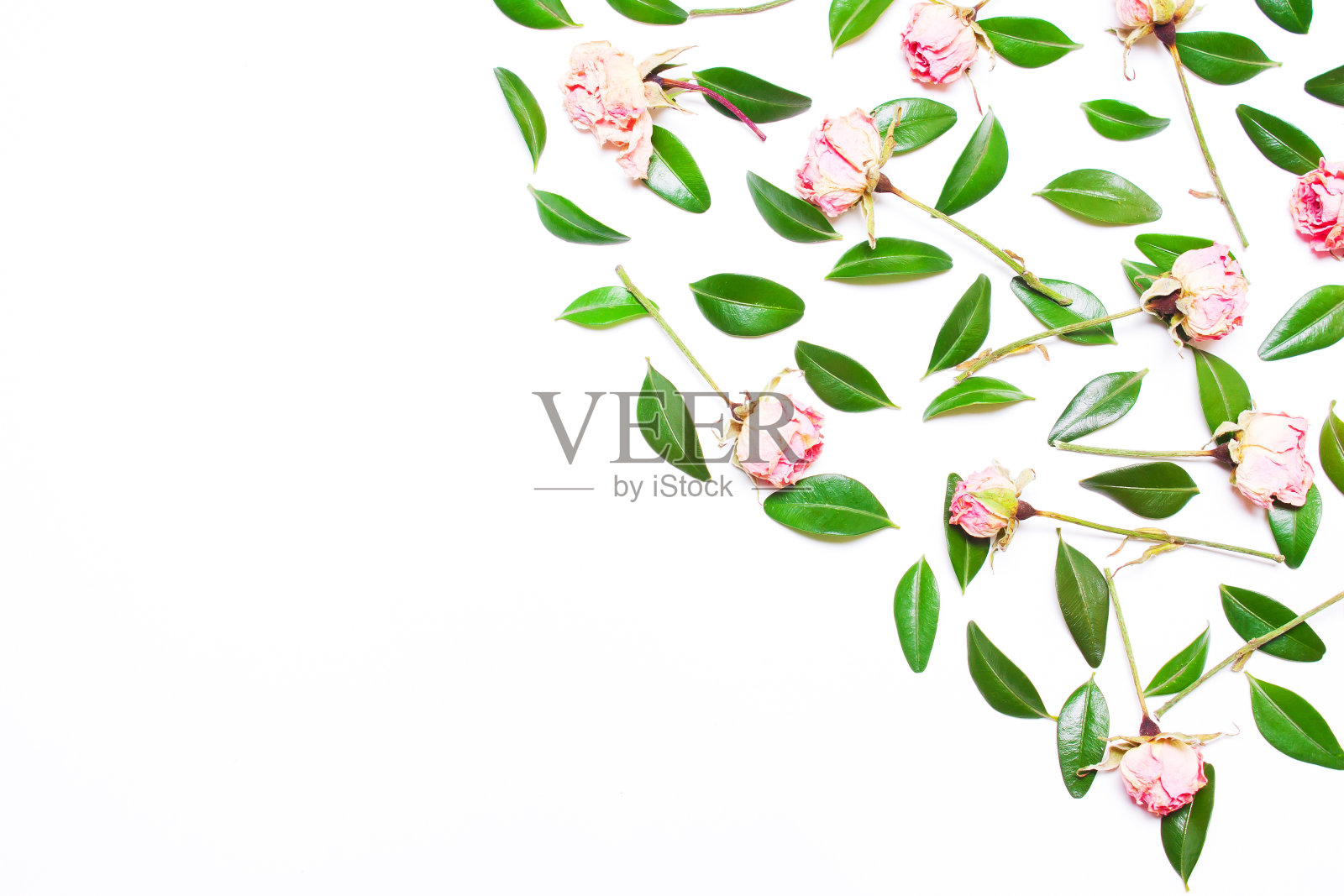 装饰绿色的叶子和粉红色的花,玫瑰在白色的背景照片摄影图片