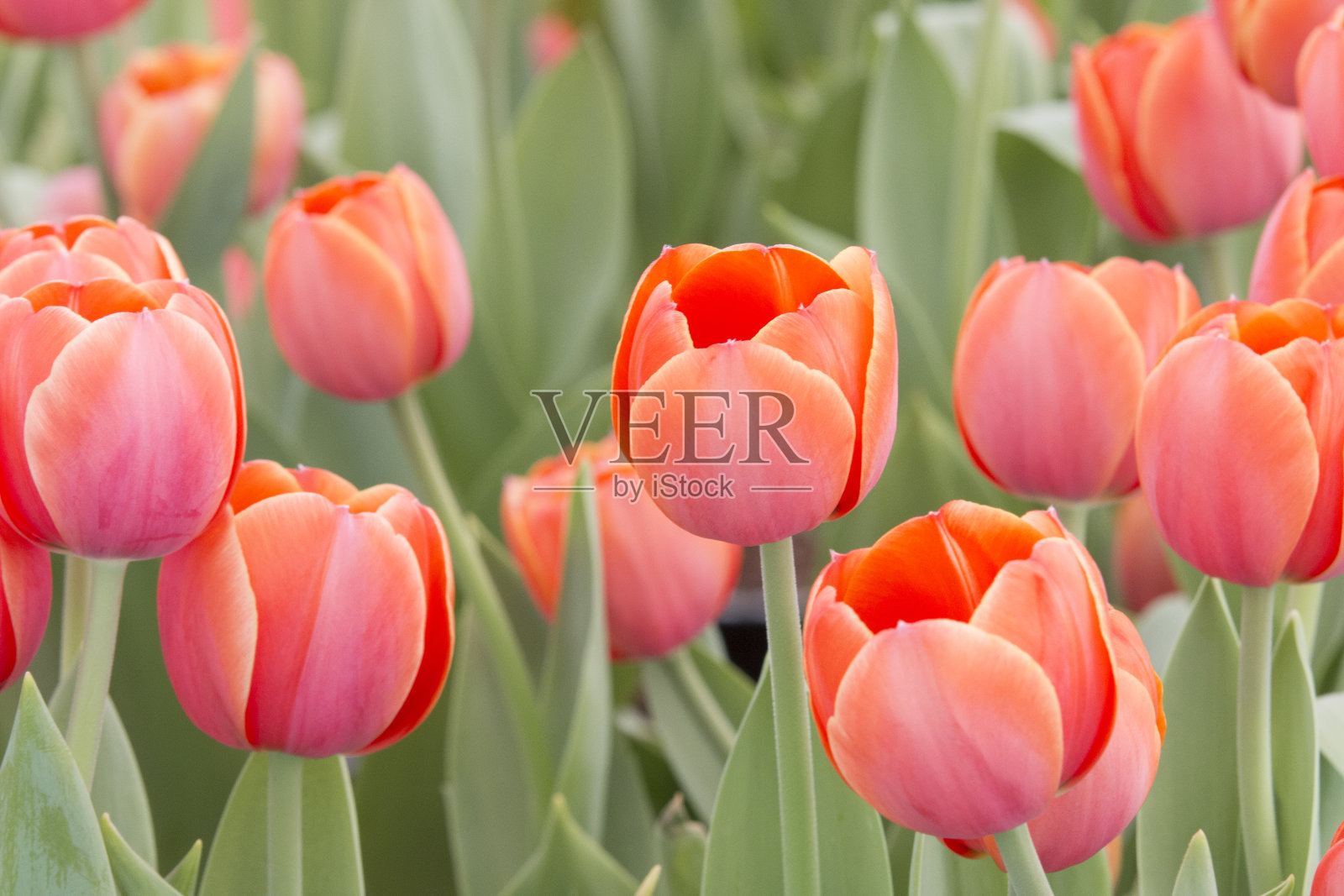 红色郁金香花在阳光下选择性聚焦照片摄影图片