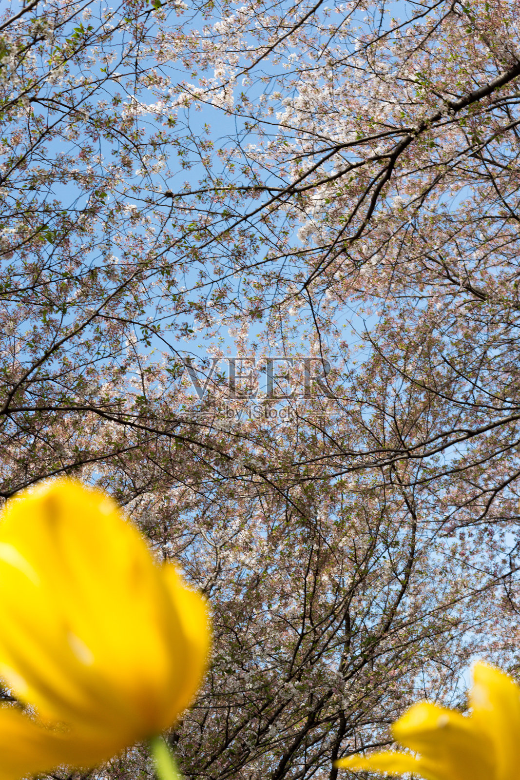 桜並木とチューリップ照片摄影图片
