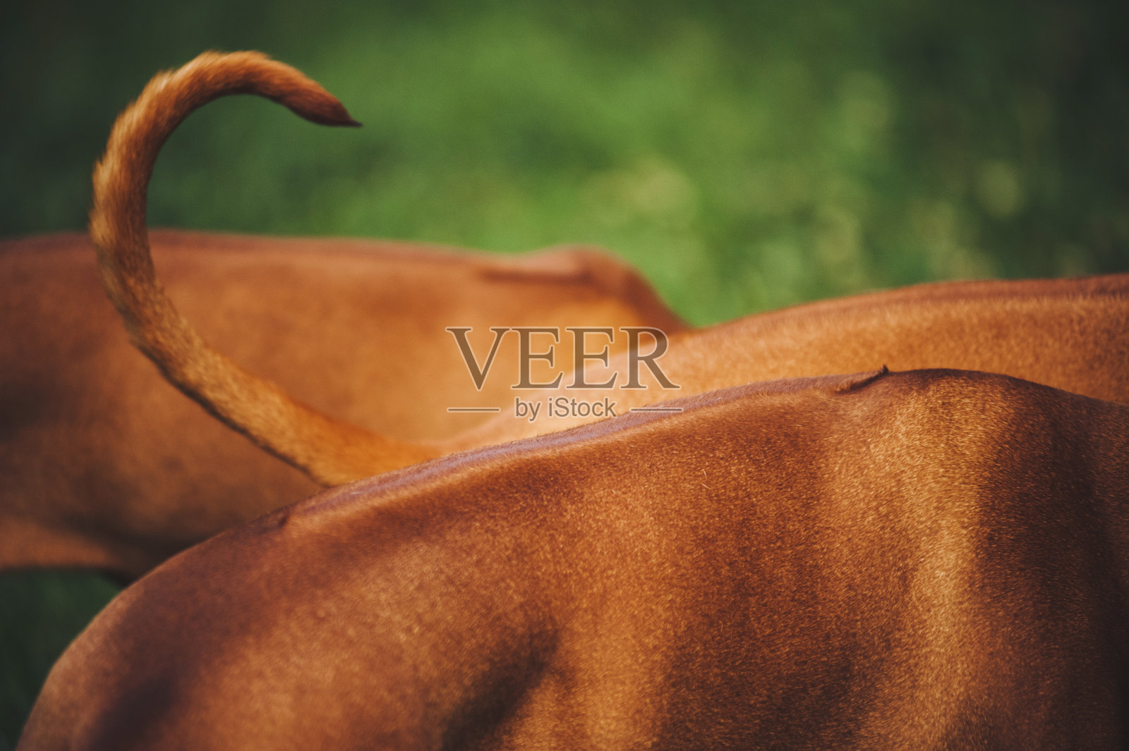 罗得西亚脊背犬的背部和尾巴照片摄影图片