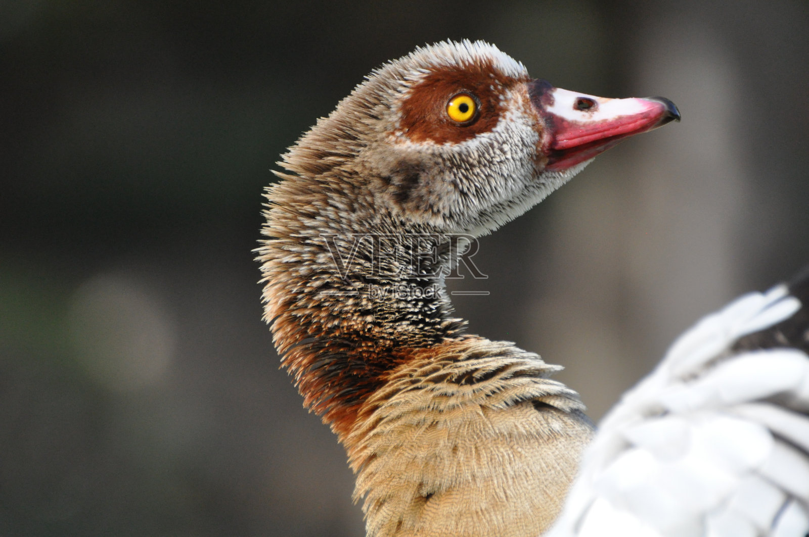 埃及鹅头射击照片摄影图片