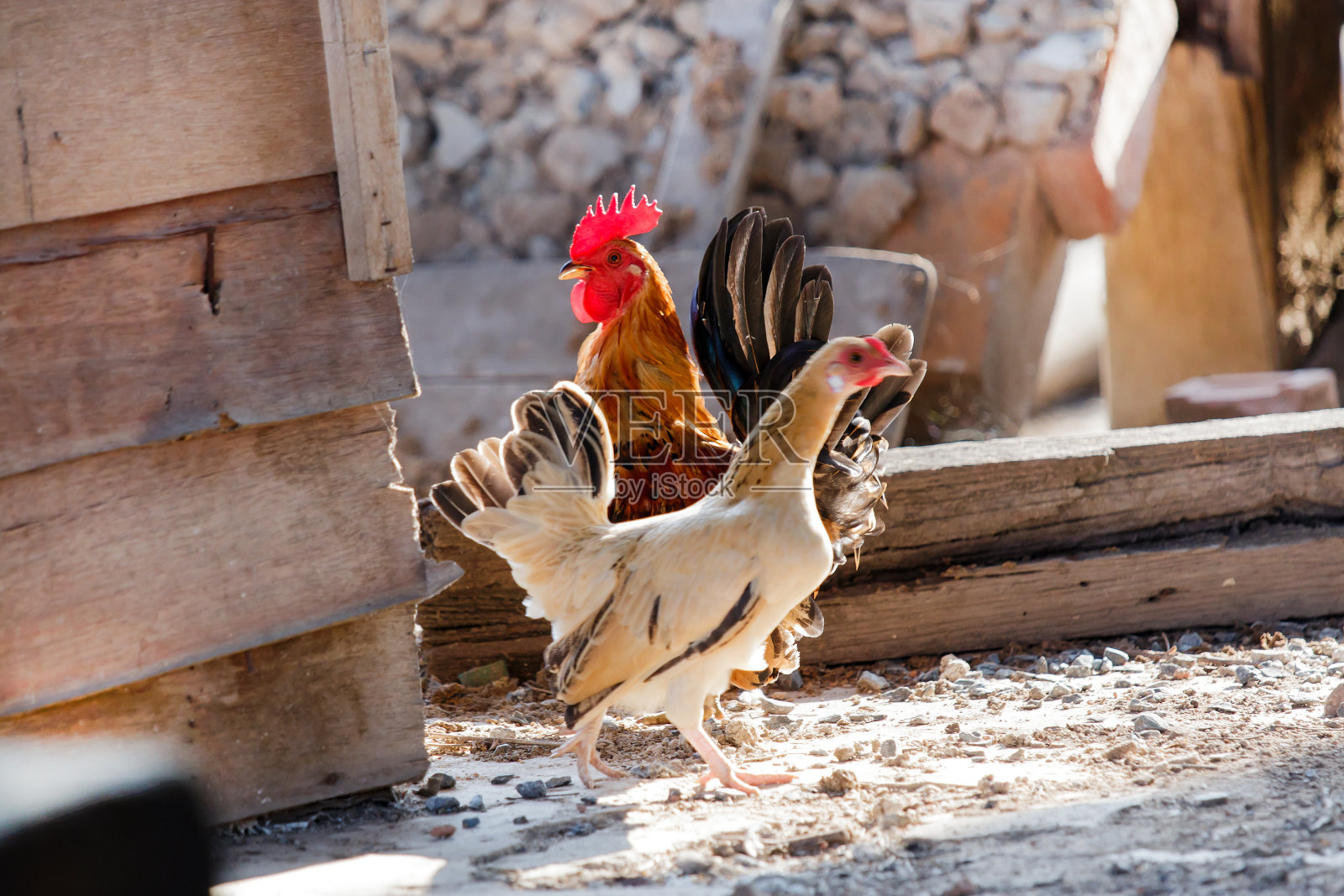 矮小漂亮的小家禽照片摄影图片