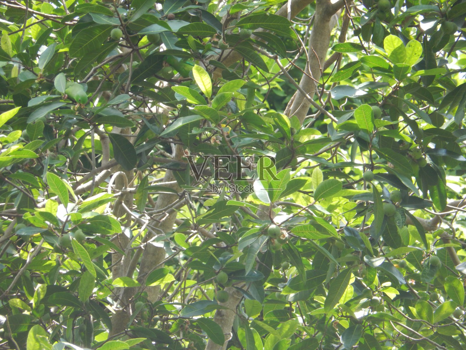 鹦鹉照片摄影图片