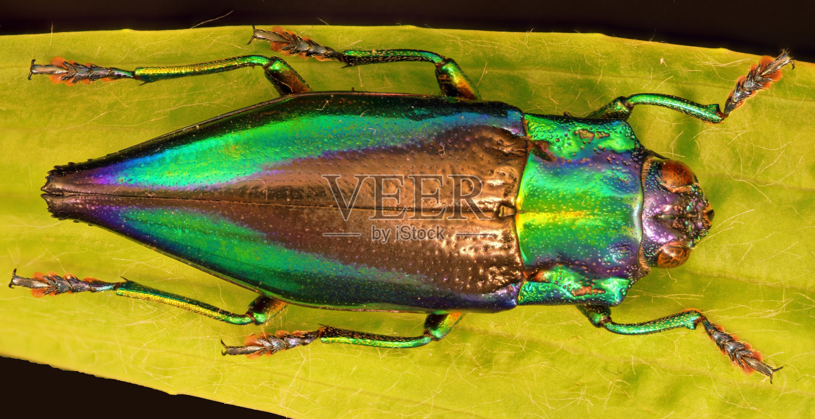 西福加斯特拉·卡利皮加照片摄影图片