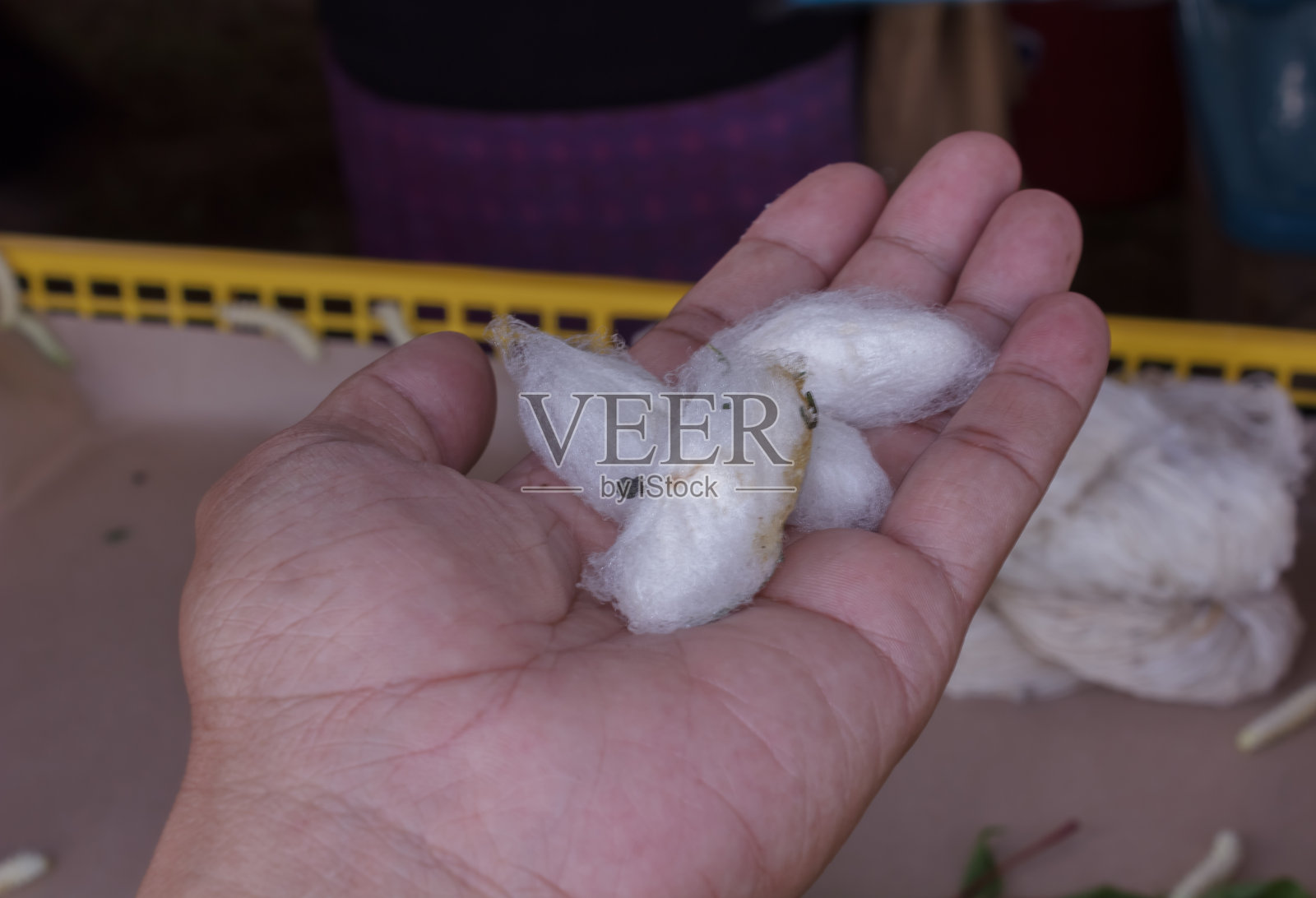 白色的茧照片摄影图片