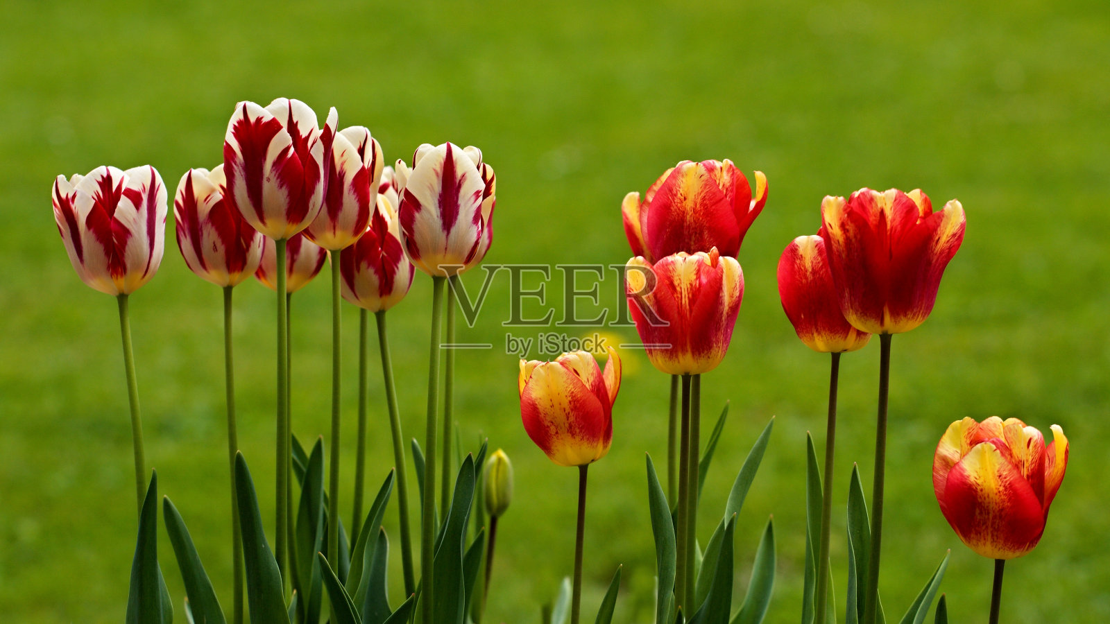 多色郁金香照片摄影图片