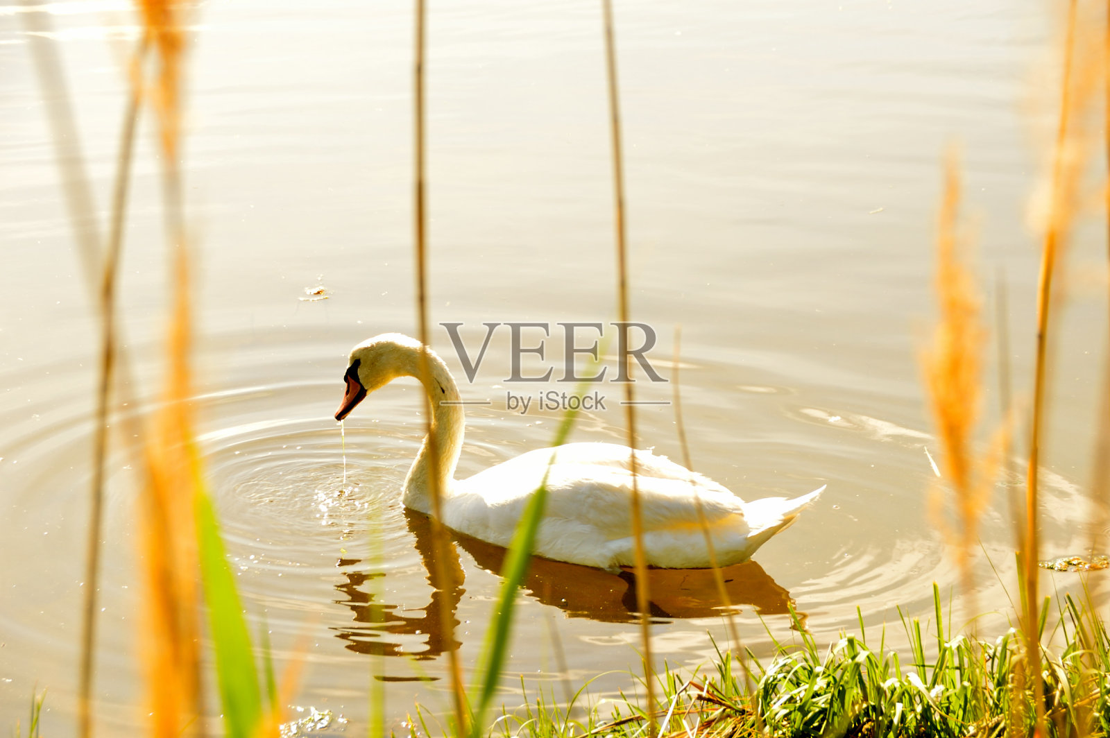 天鹅在贝永照片摄影图片