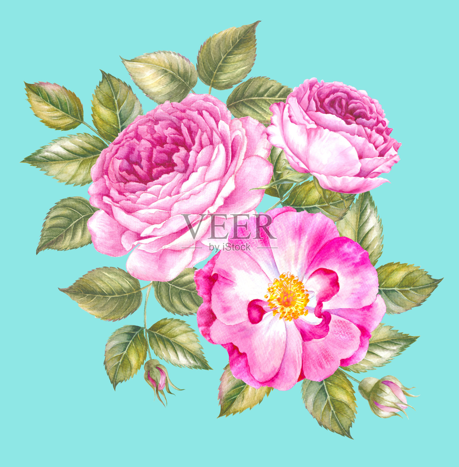 玫瑰花的水彩插图。插画图片素材