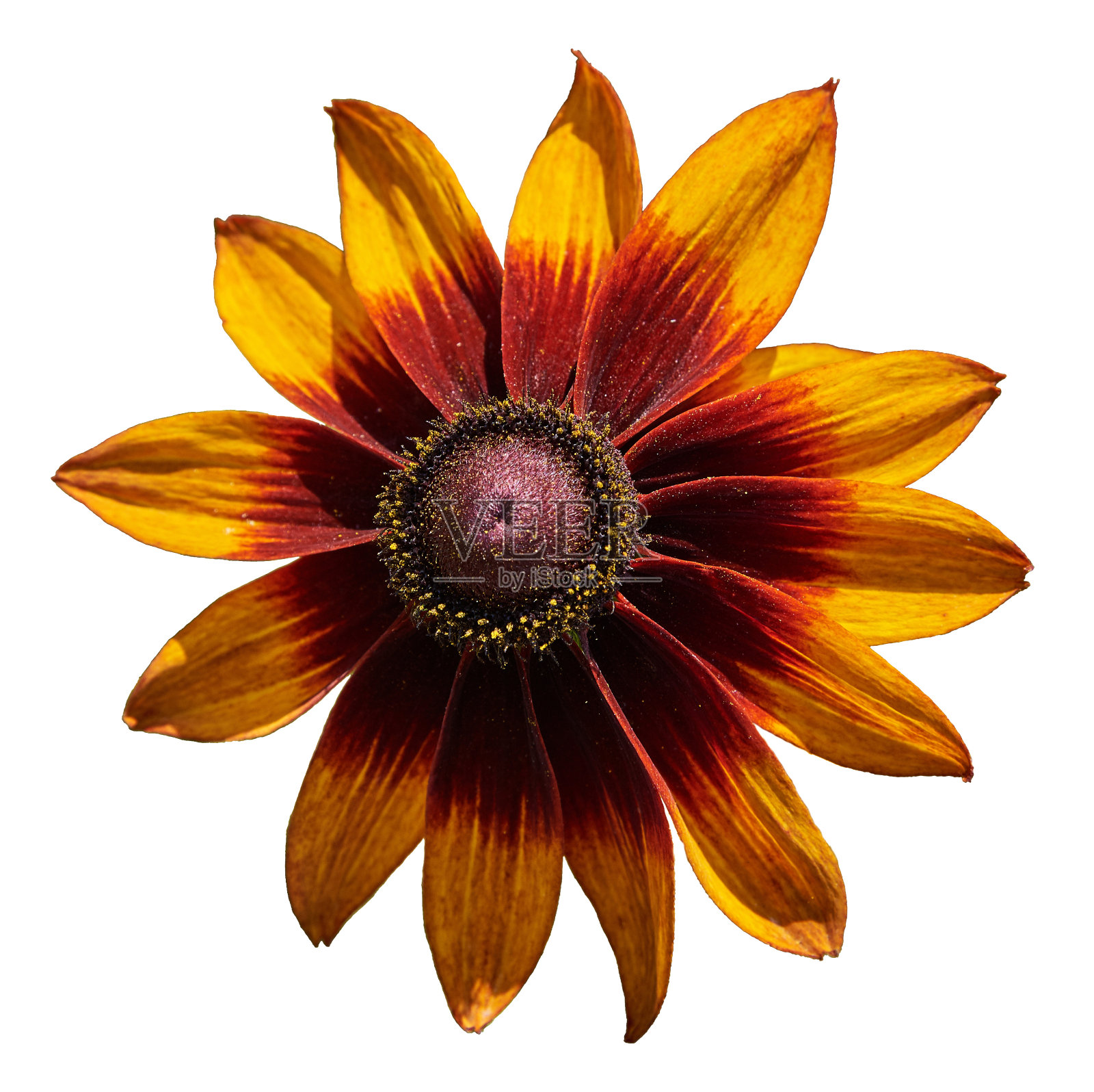 红橙Rudbeckia(拉丁语Rudbéckia)。孤立在白色背景上照片摄影图片