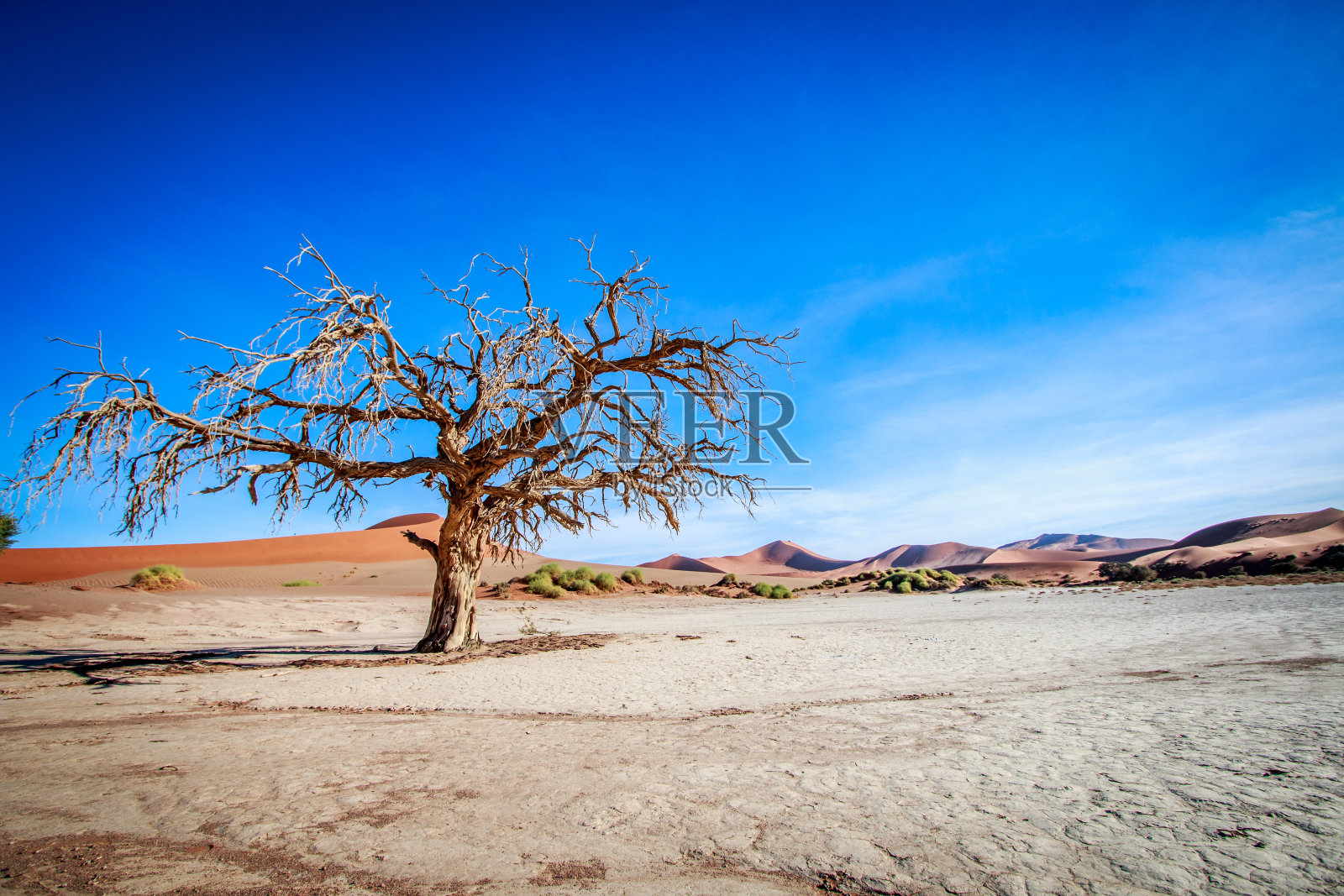 Sossusvlei沙漠中的一棵枯树。照片摄影图片