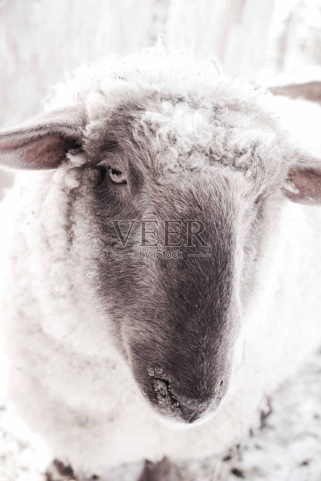 阿米马尔的世界照片摄影图片