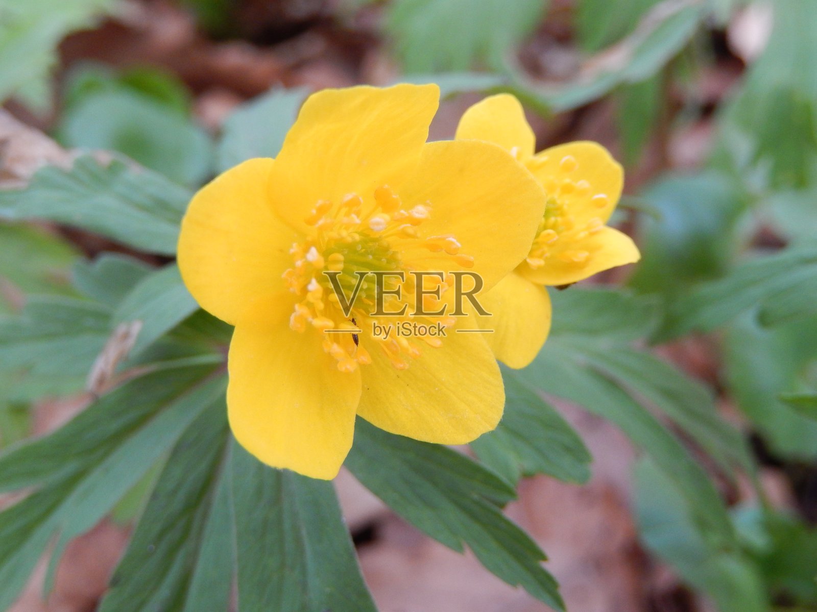 美丽的花照片摄影图片