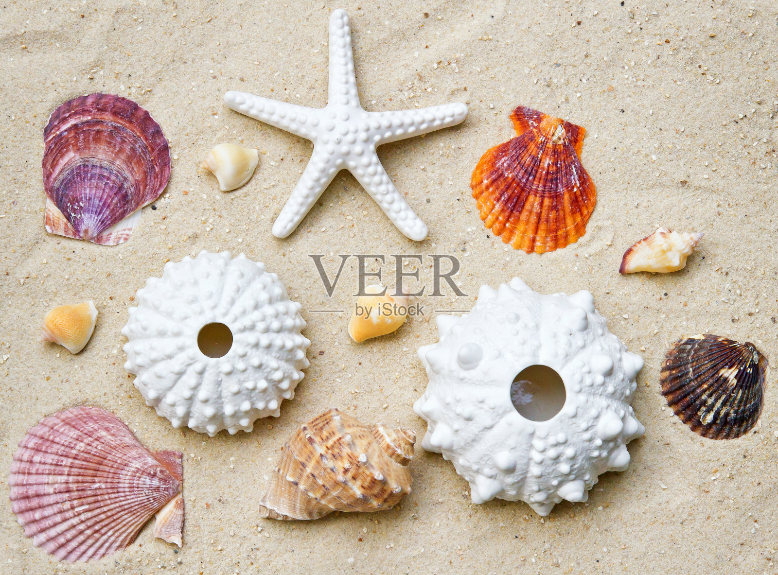 蓝色和白色的海洋生命照片摄影图片