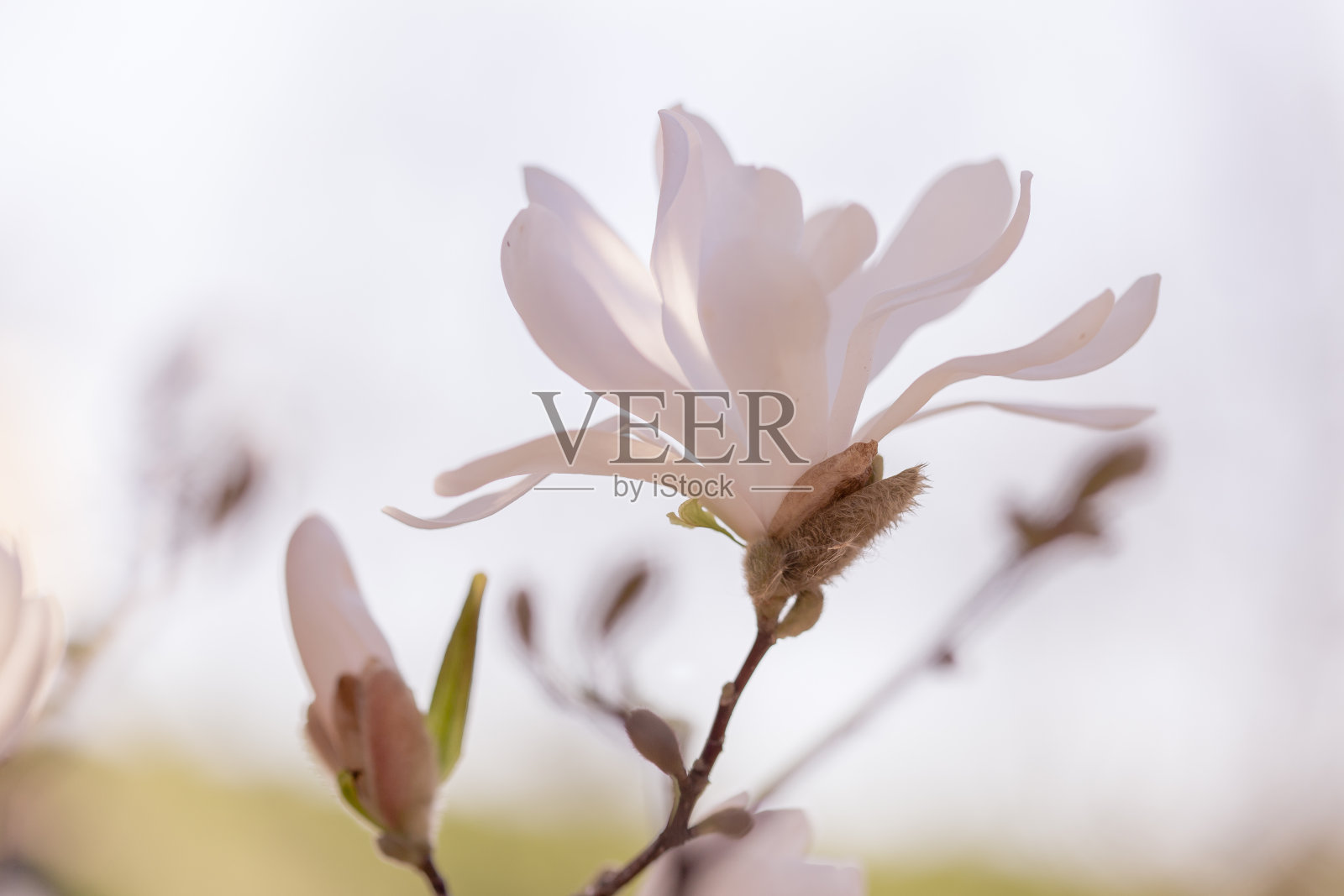 美丽的白玉兰花在春天照片摄影图片