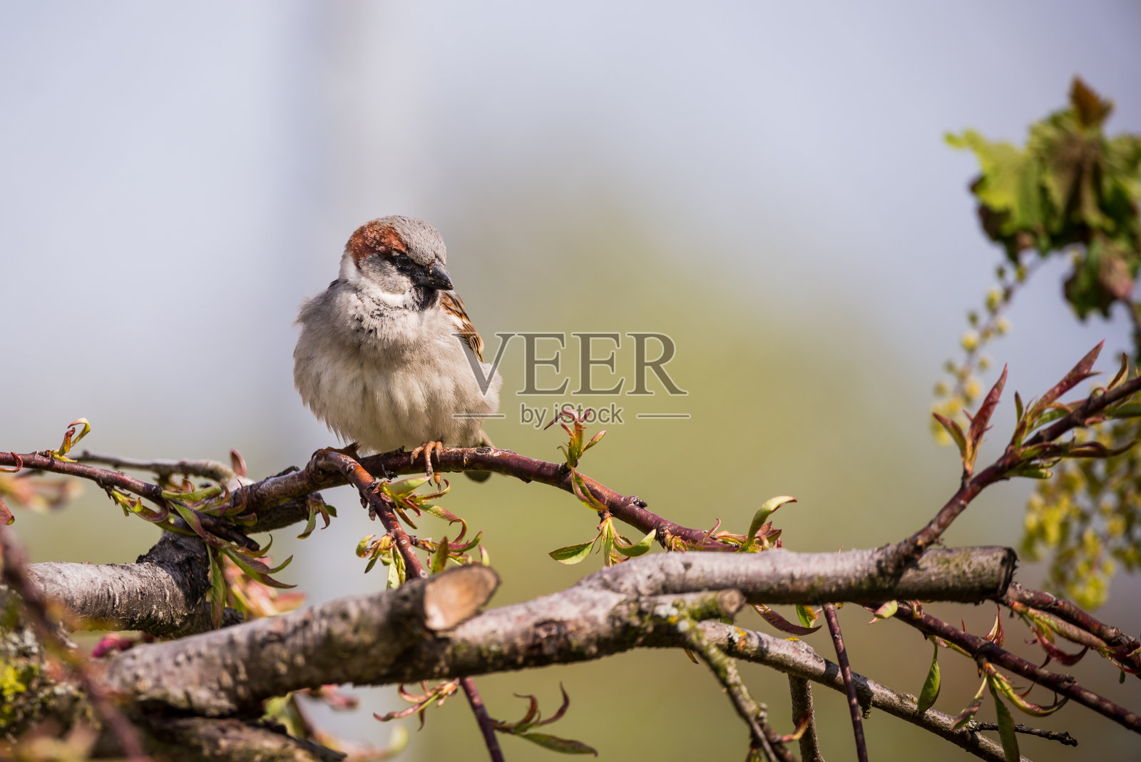 一只雄麻雀坐在一棵小树的树枝上照片摄影图片