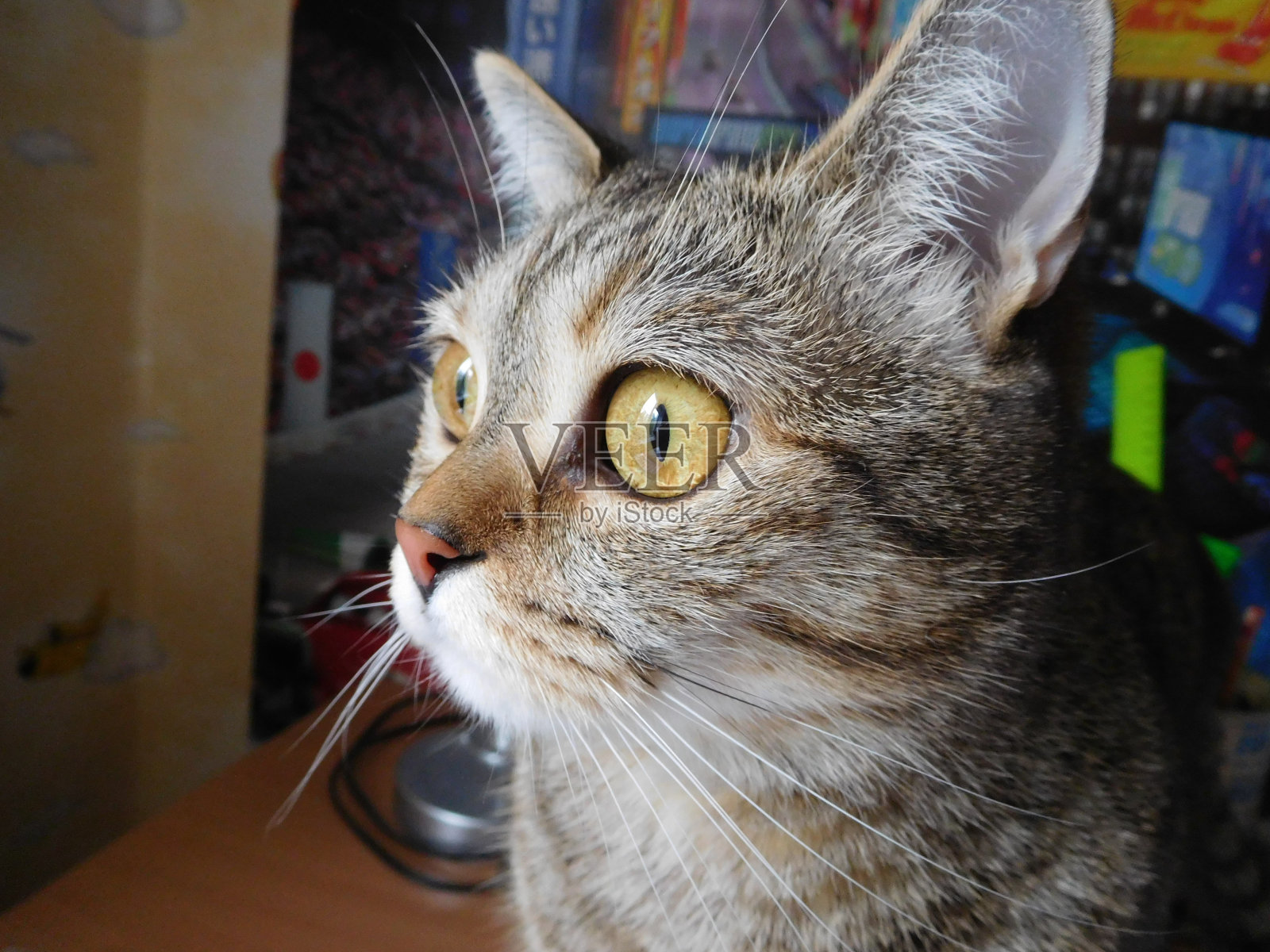 Кошка照片摄影图片