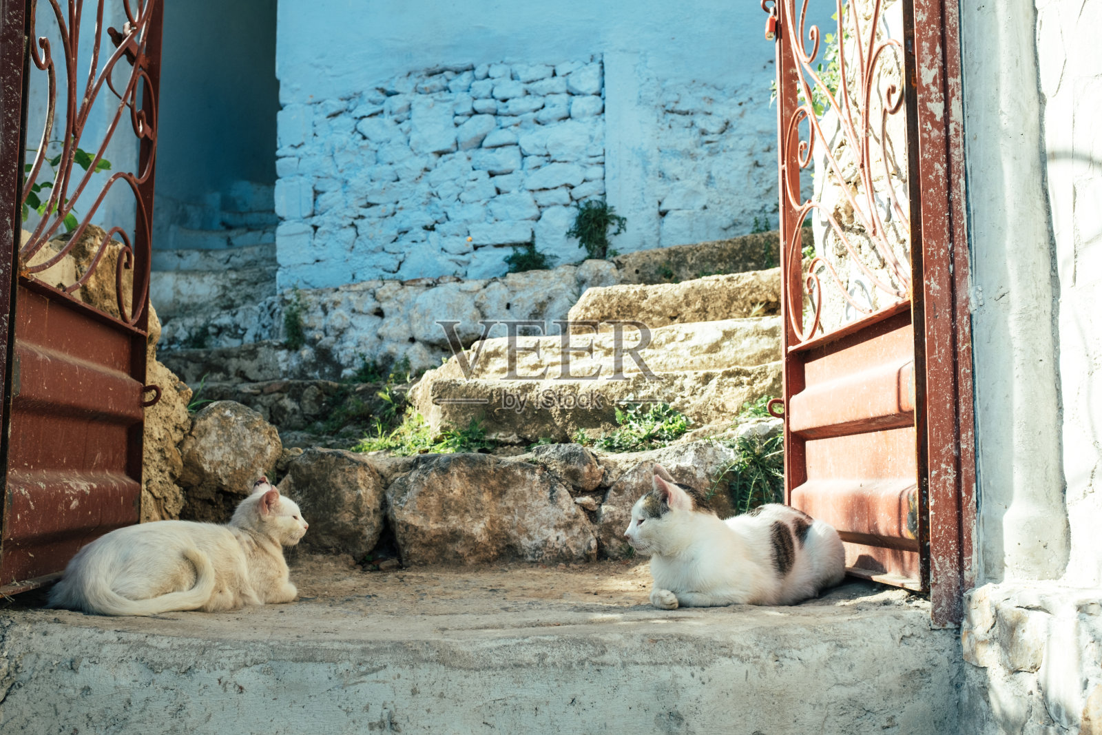 猫咪们躺在街边的门阶上照片摄影图片