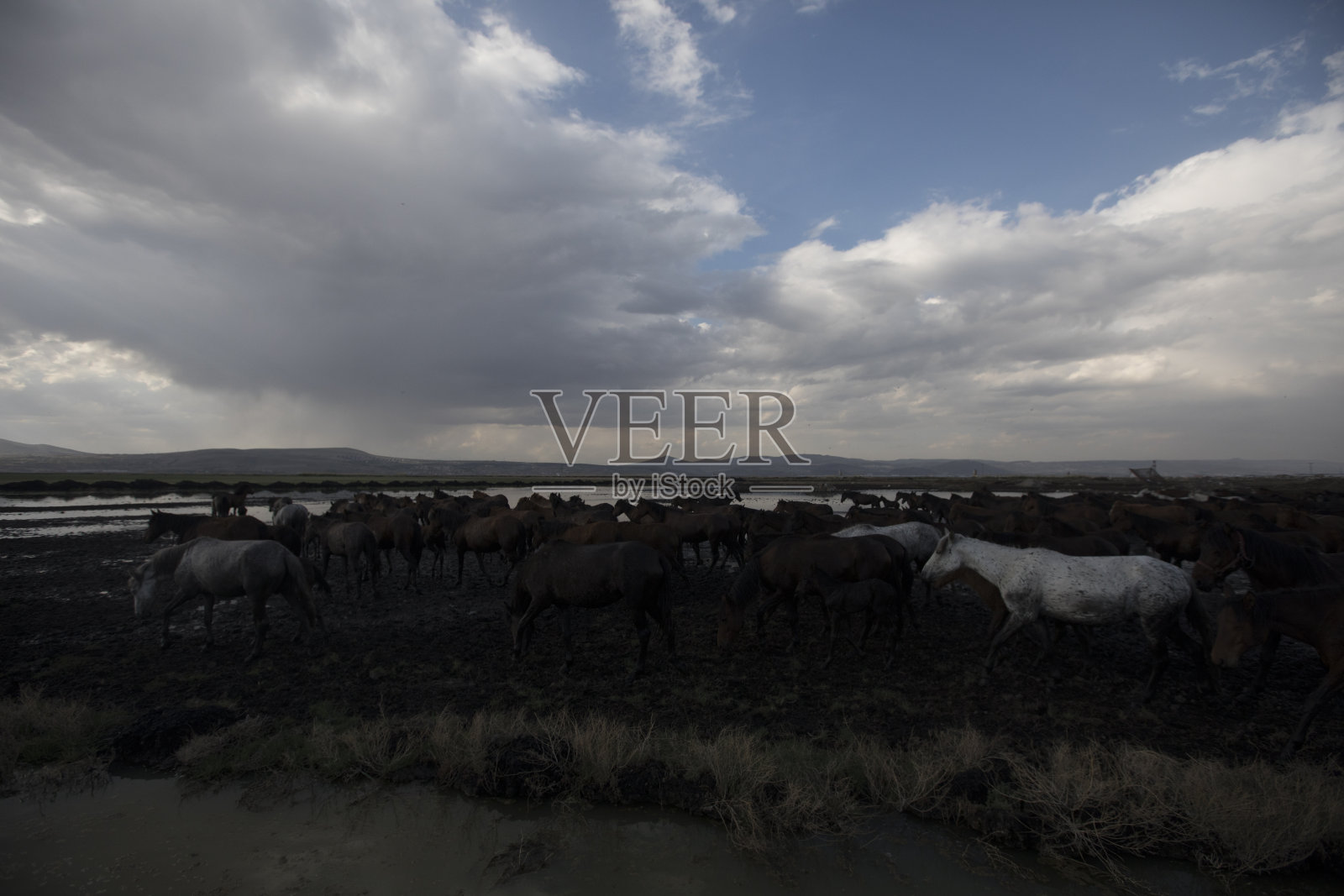 尘土飞扬的野生马照片摄影图片