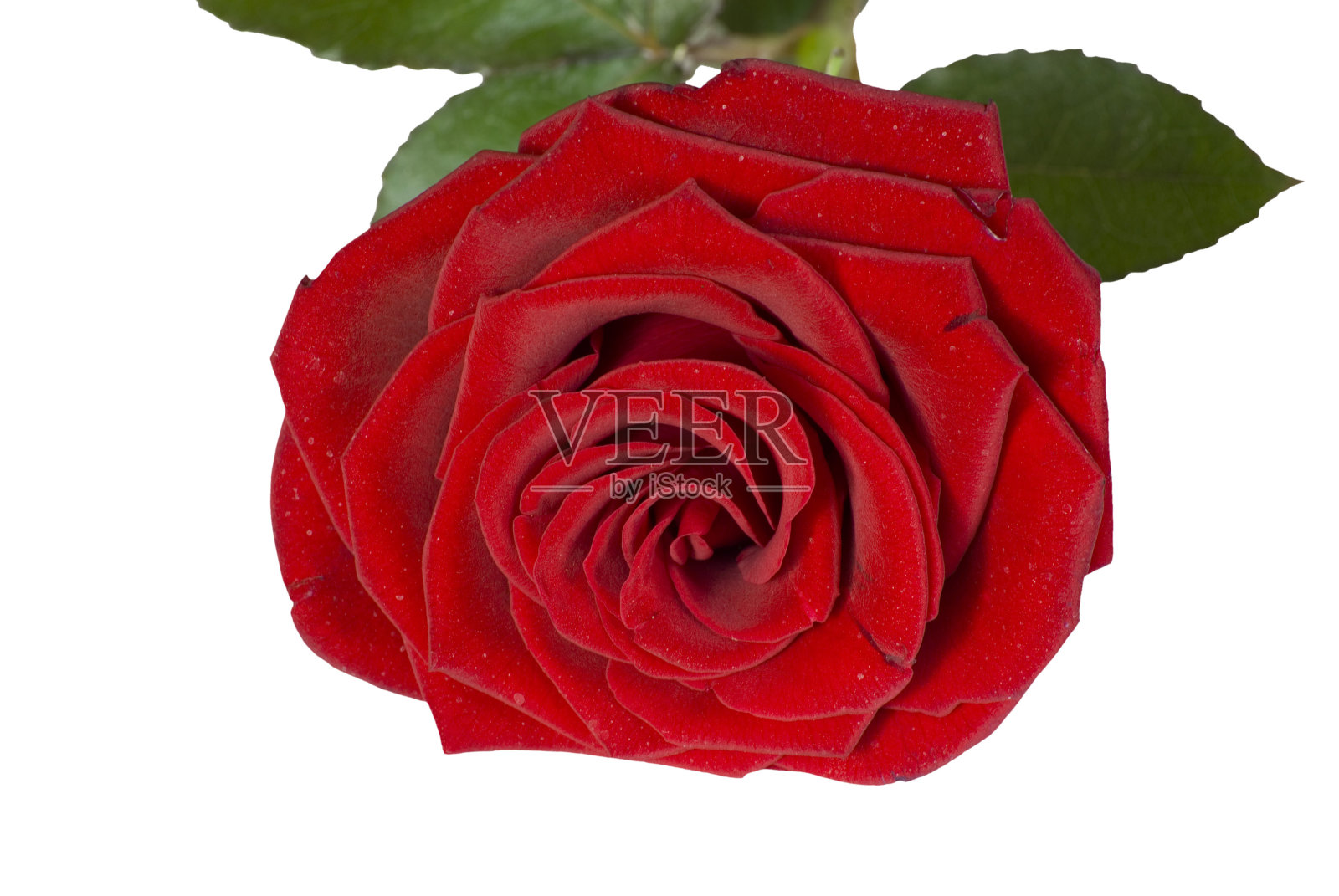 玫瑰照片摄影图片