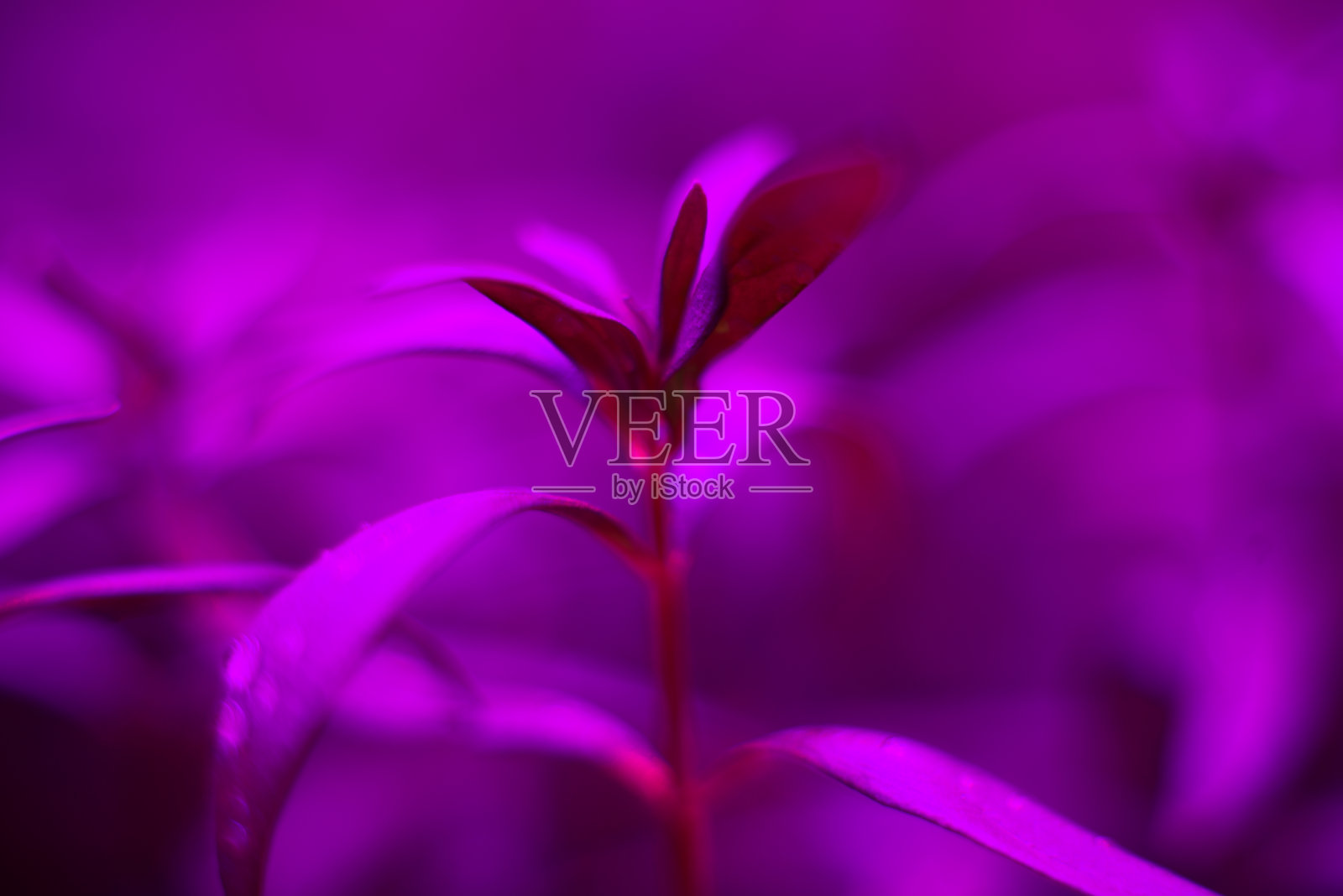 LED生长光全光谱水力蔬菜花室内植物灯照片摄影图片