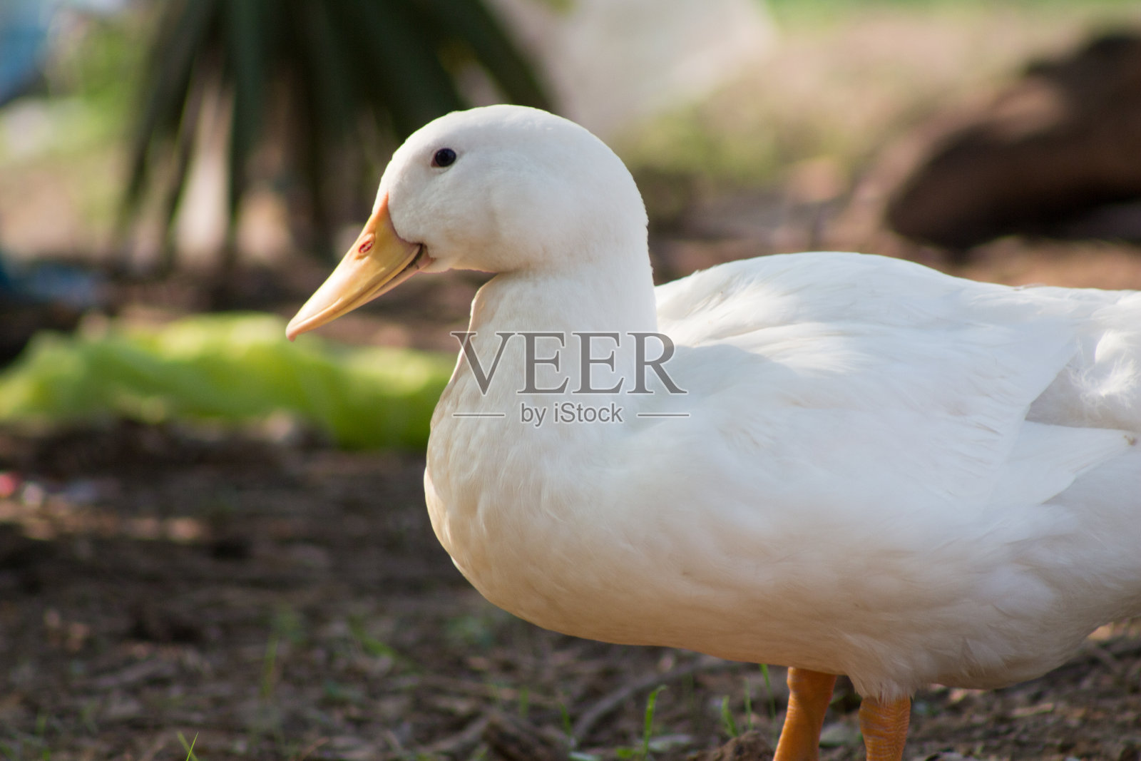 户外鸭子的肖像。照片摄影图片