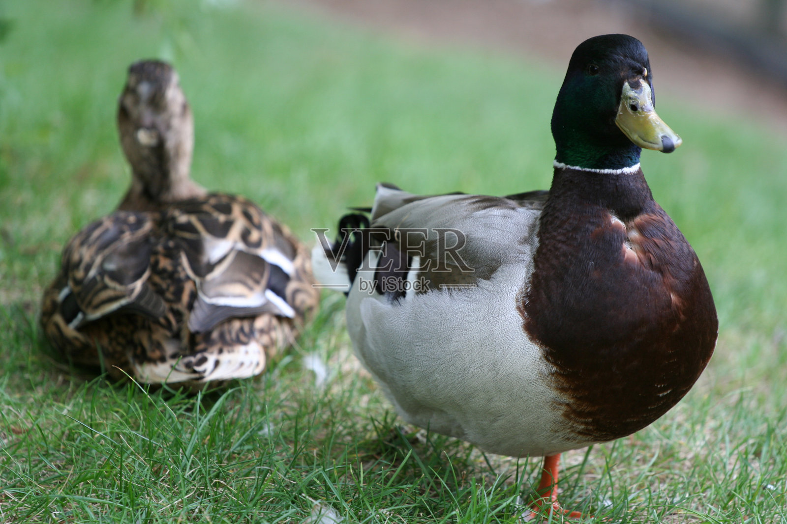 鸭子家庭照片摄影图片