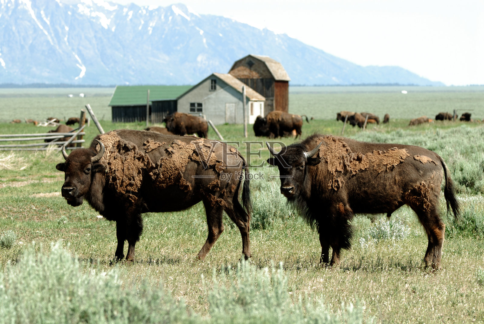 杰克逊霍尔牧场的野牛照片摄影图片