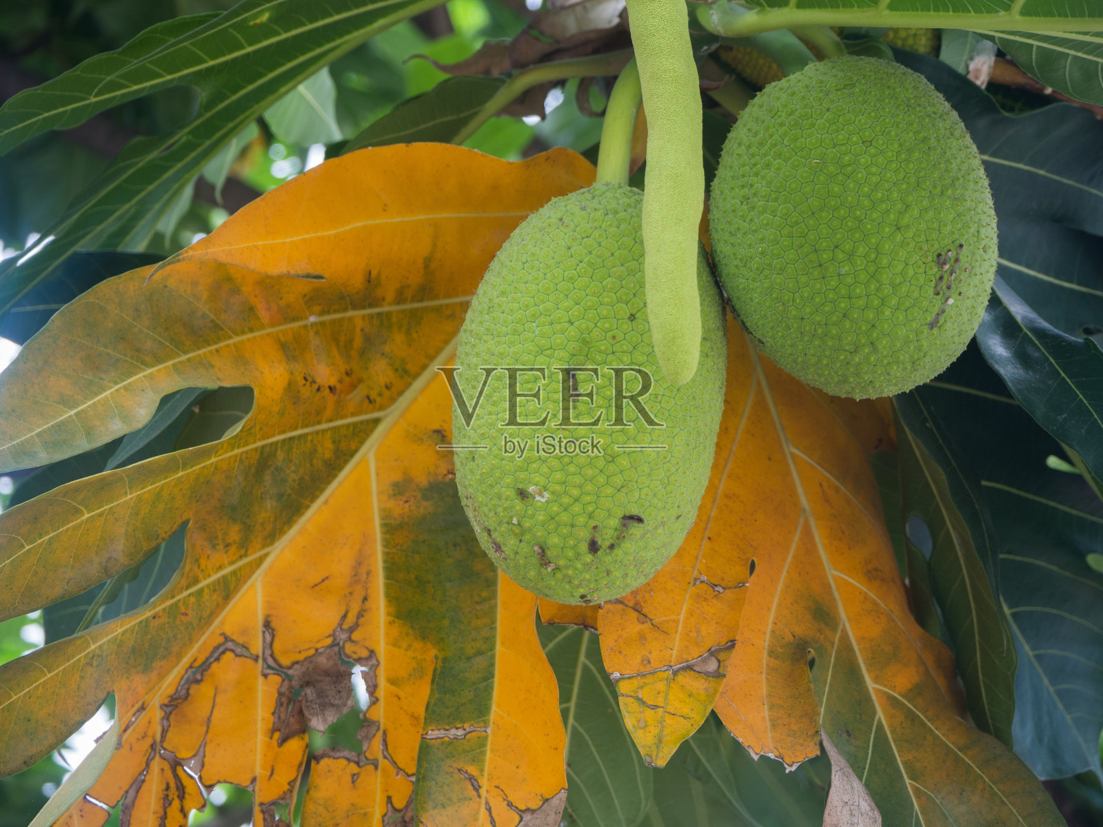 树上的杰克果照片摄影图片