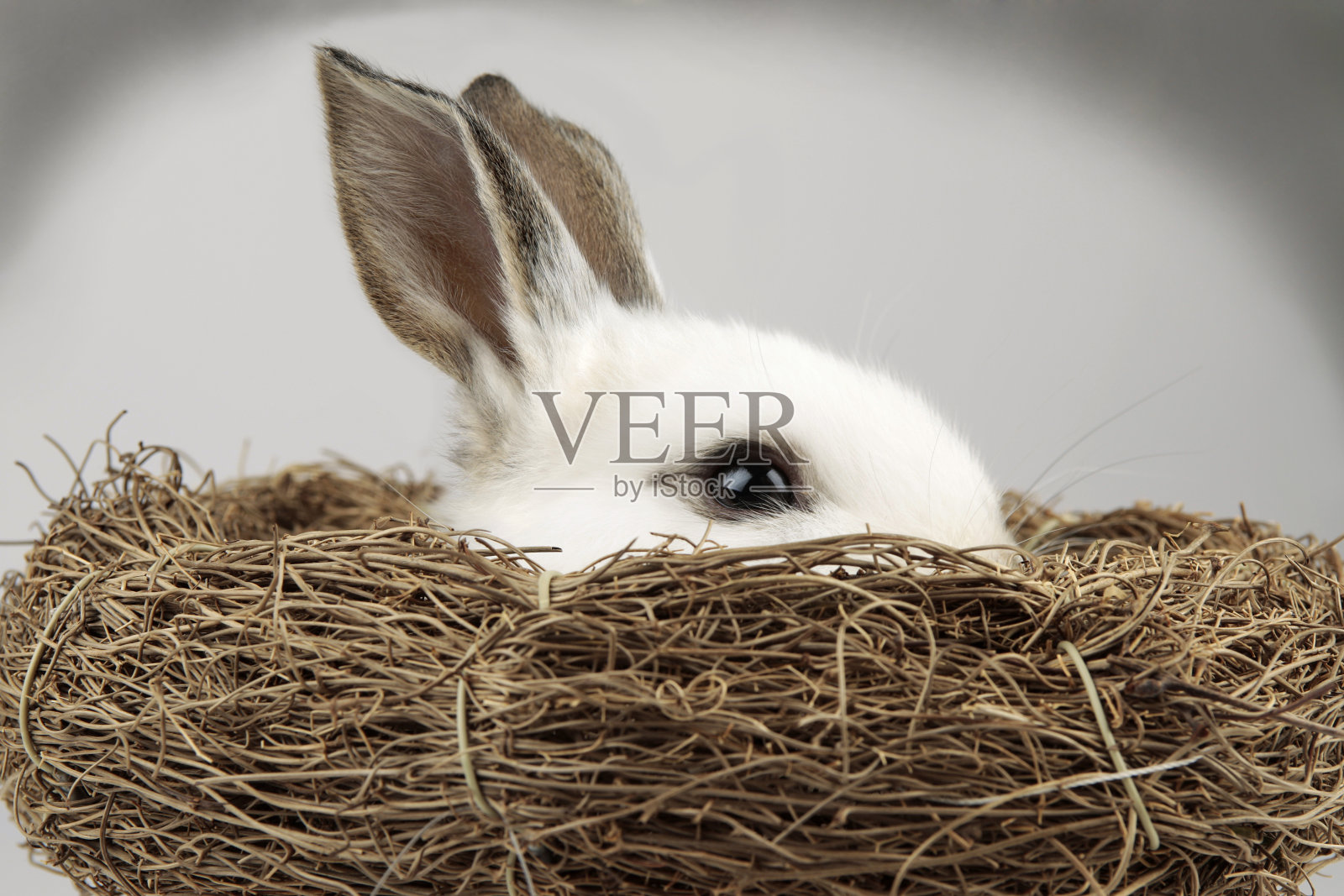 窝里的白色复活节兔子照片摄影图片