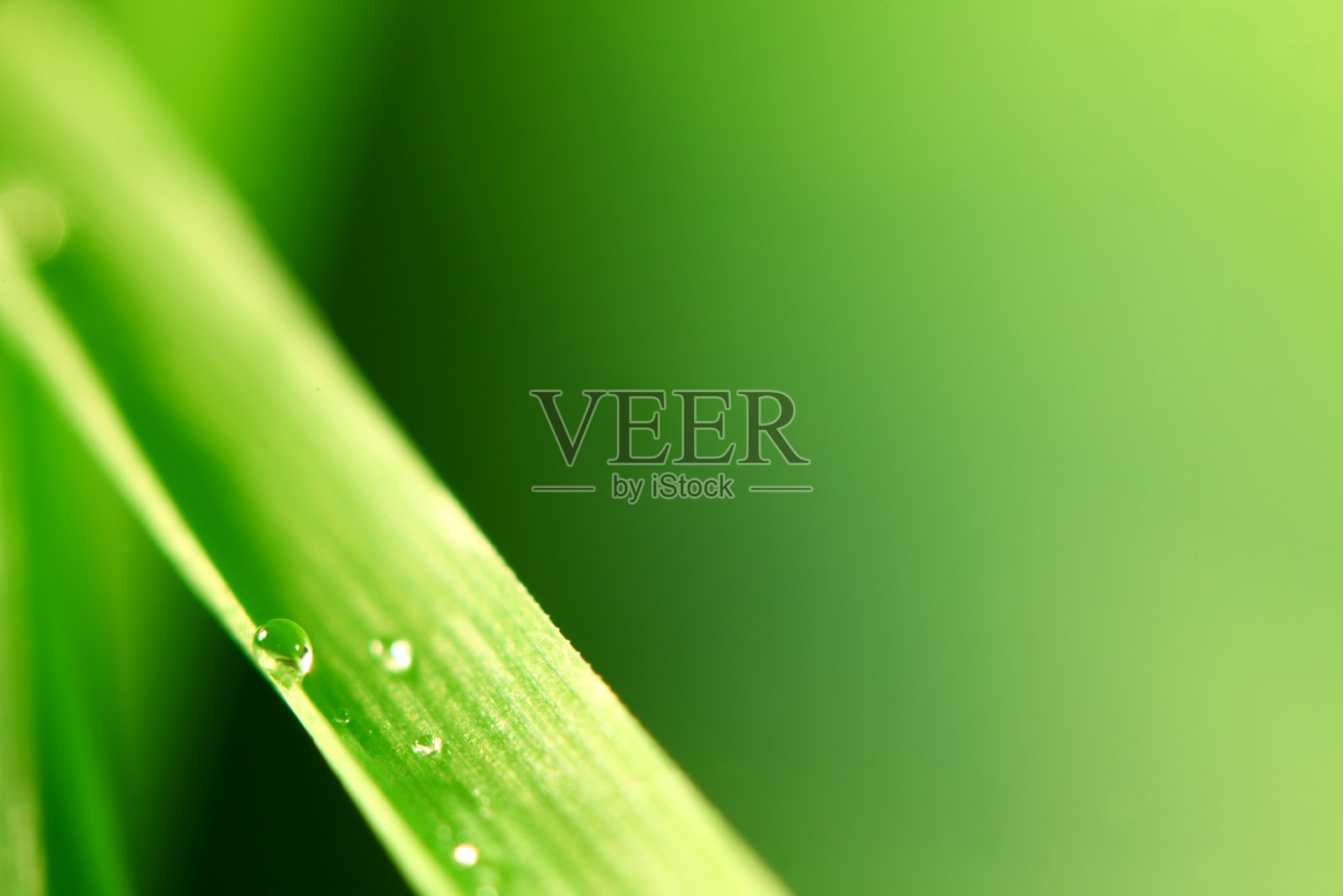 草地的背景照片摄影图片