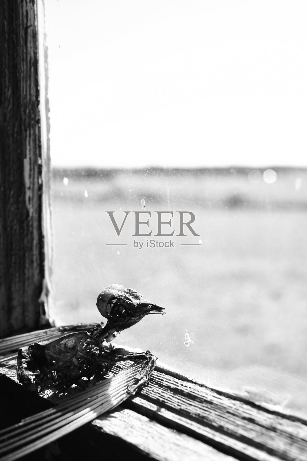 窗外的鸟骨架照片摄影图片