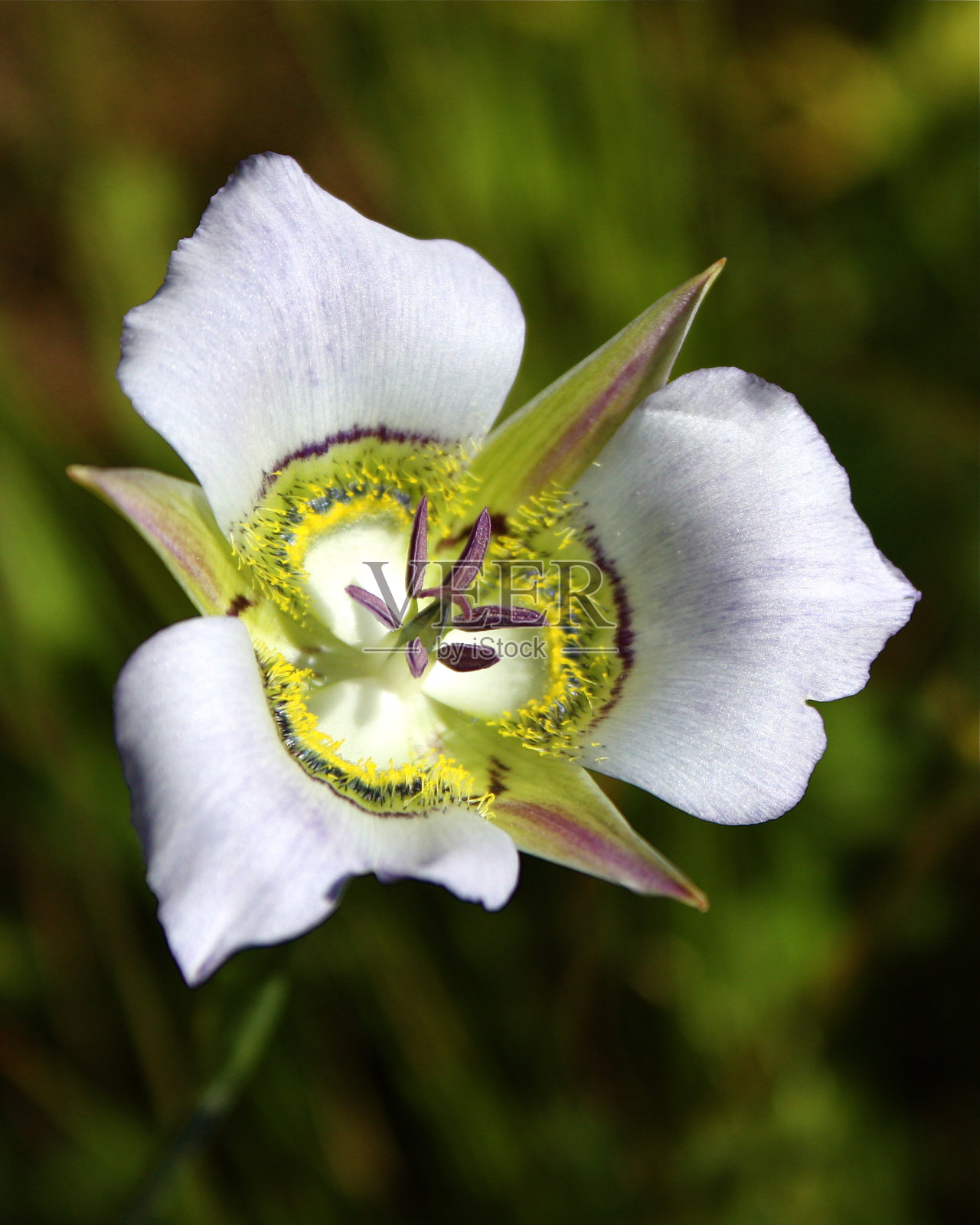 美莲草莉莉照片摄影图片