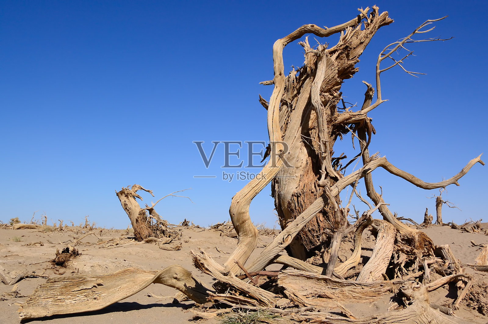 死树照片摄影图片