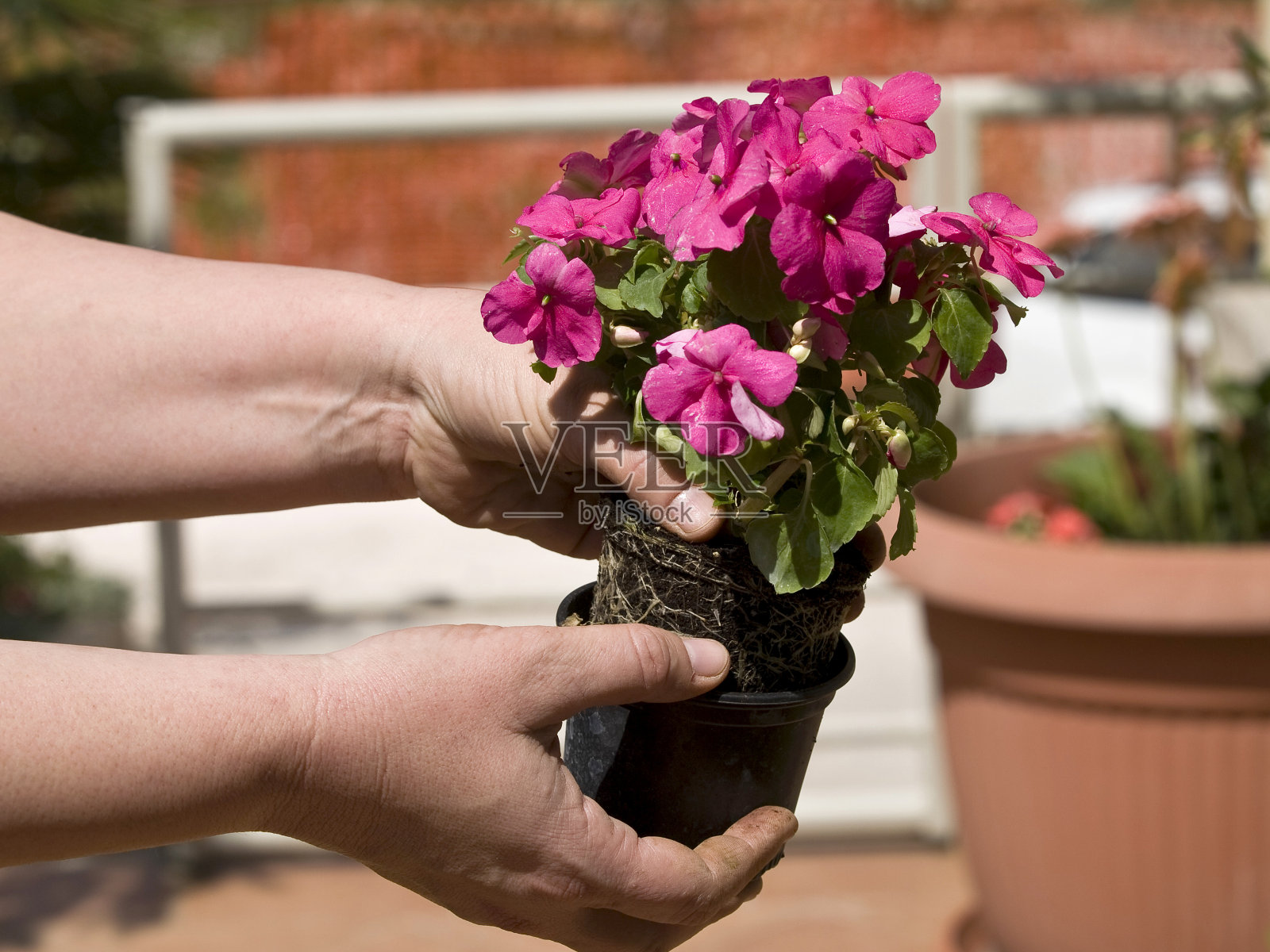 种植花照片摄影图片