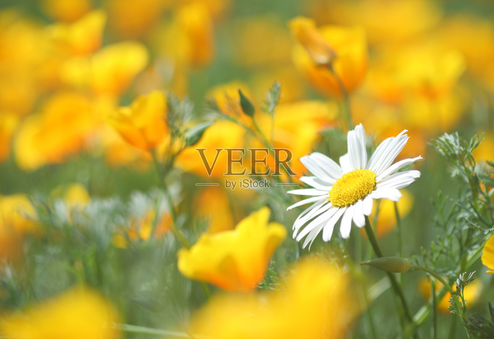 洋甘菊照片摄影图片