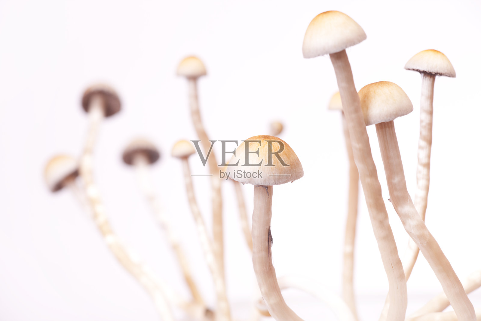 蘑菇照片摄影图片