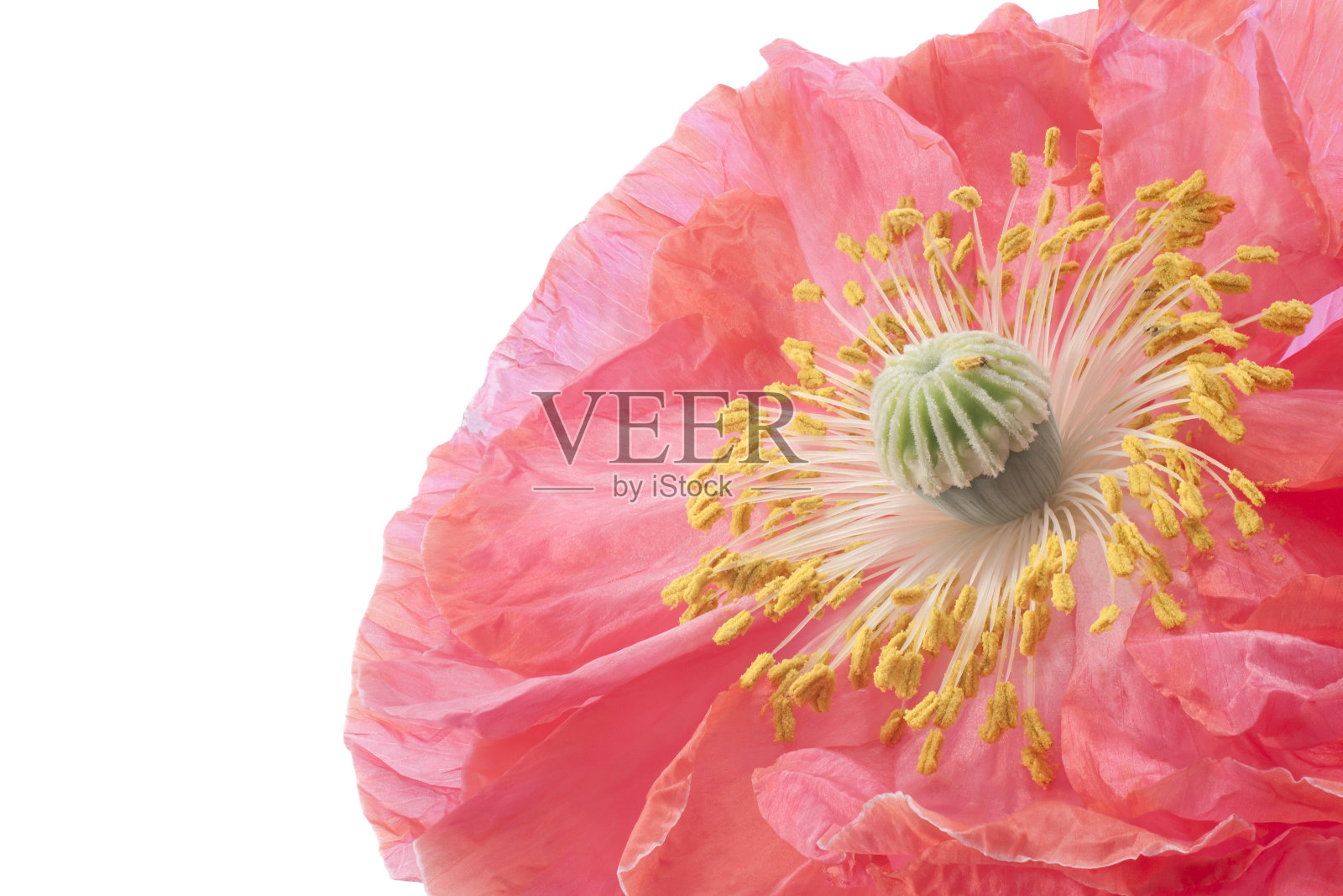 罂粟照片摄影图片