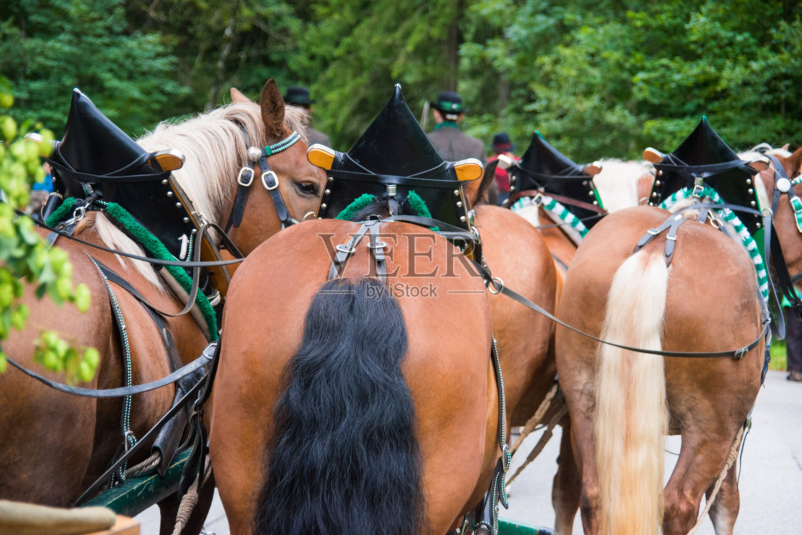 马背上的马从后面看出来照片摄影图片