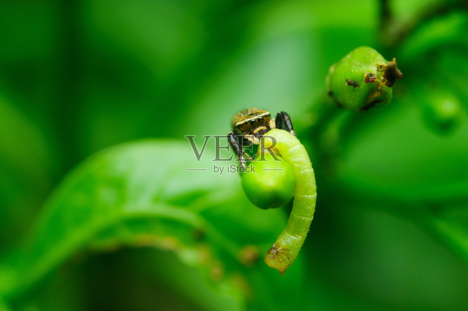 蜘蛛吃受害者照片摄影图片