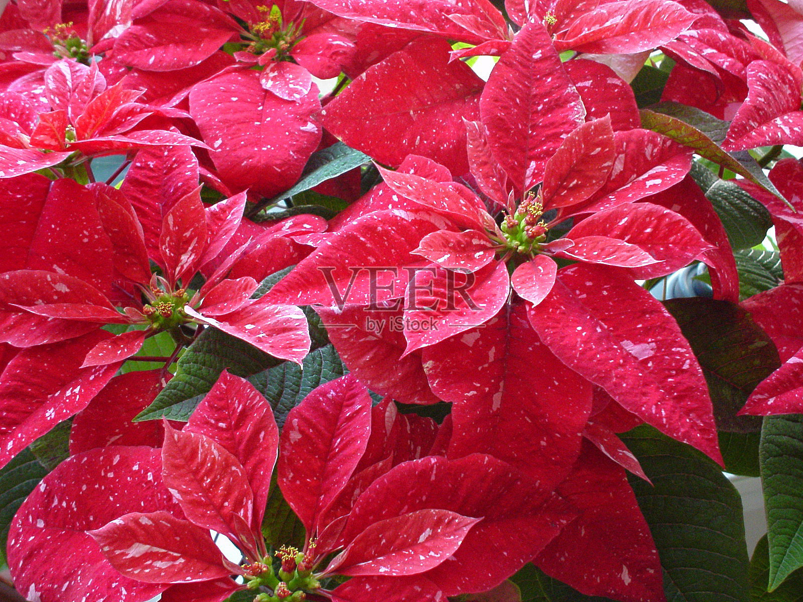 一品红-红色和粉红色照片摄影图片