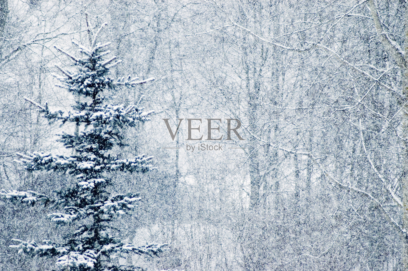 飘雪的云杉在飘落的雪花中照片摄影图片