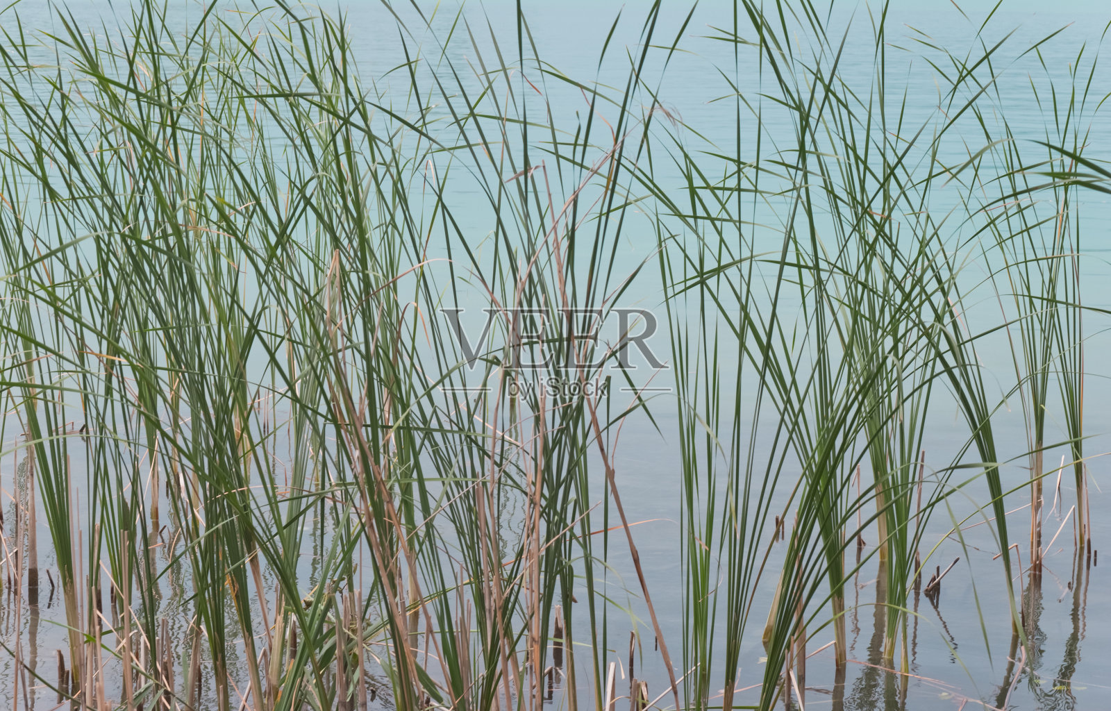 湖前有水生植物照片摄影图片