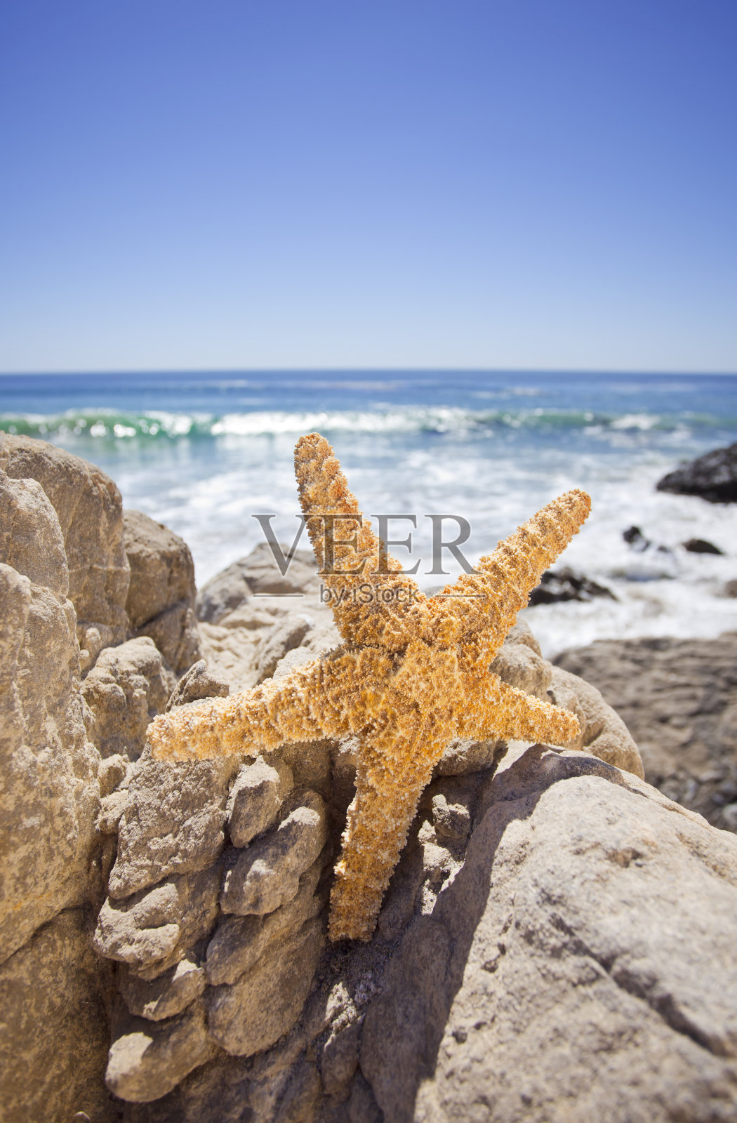 星鱼照片摄影图片