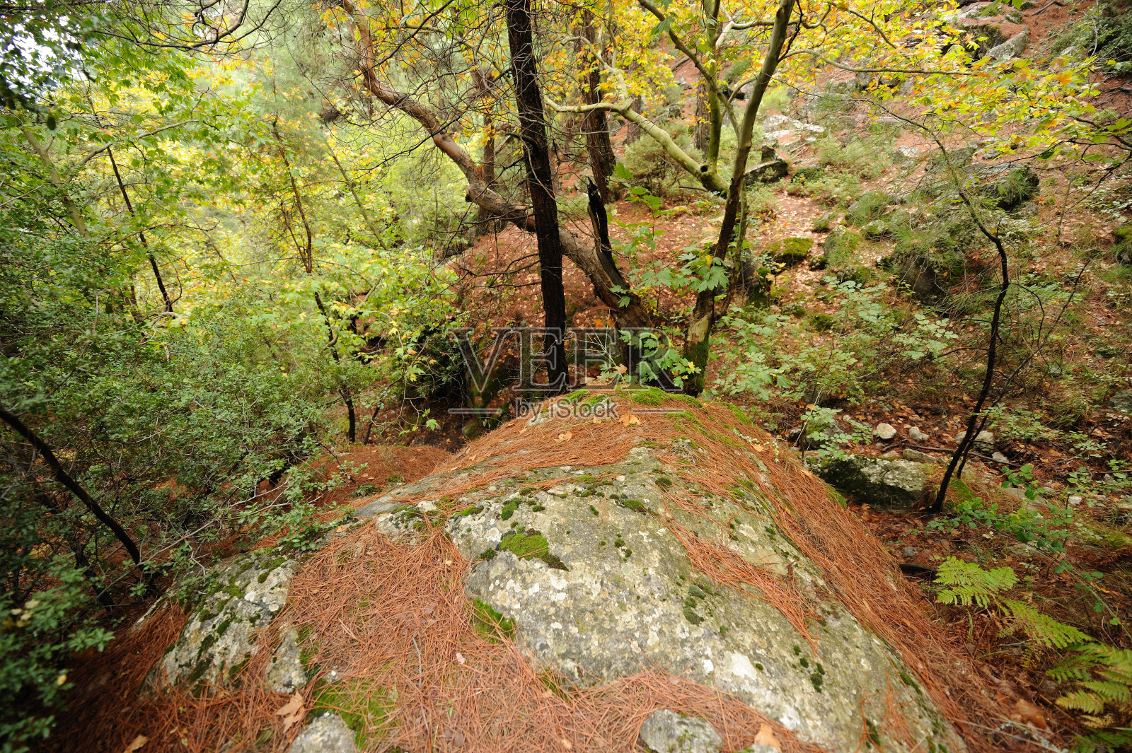 森林在秋天照片摄影图片